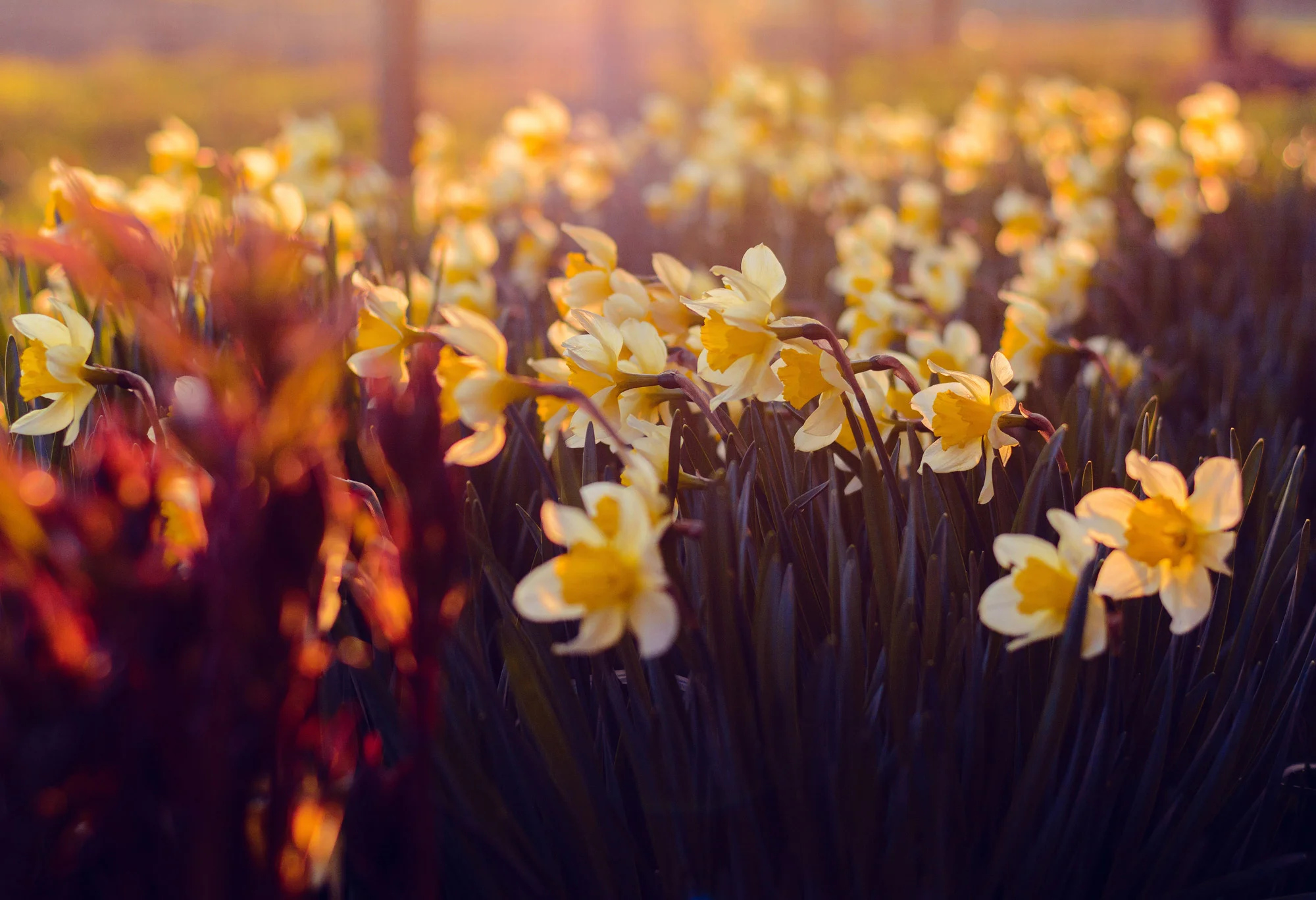 Daffodils in Sunset