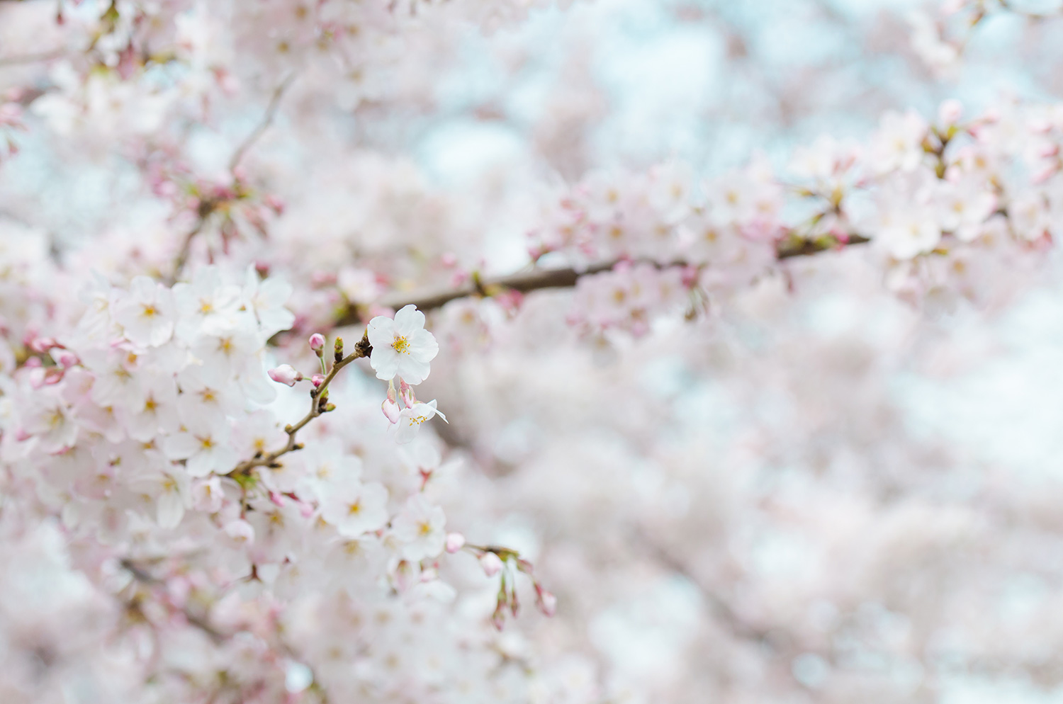 Pink Cherry Blossom