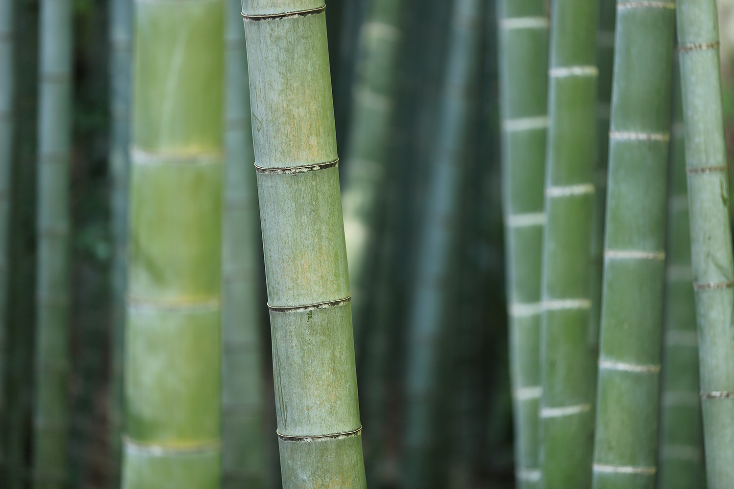 Close up of Green Bamboo