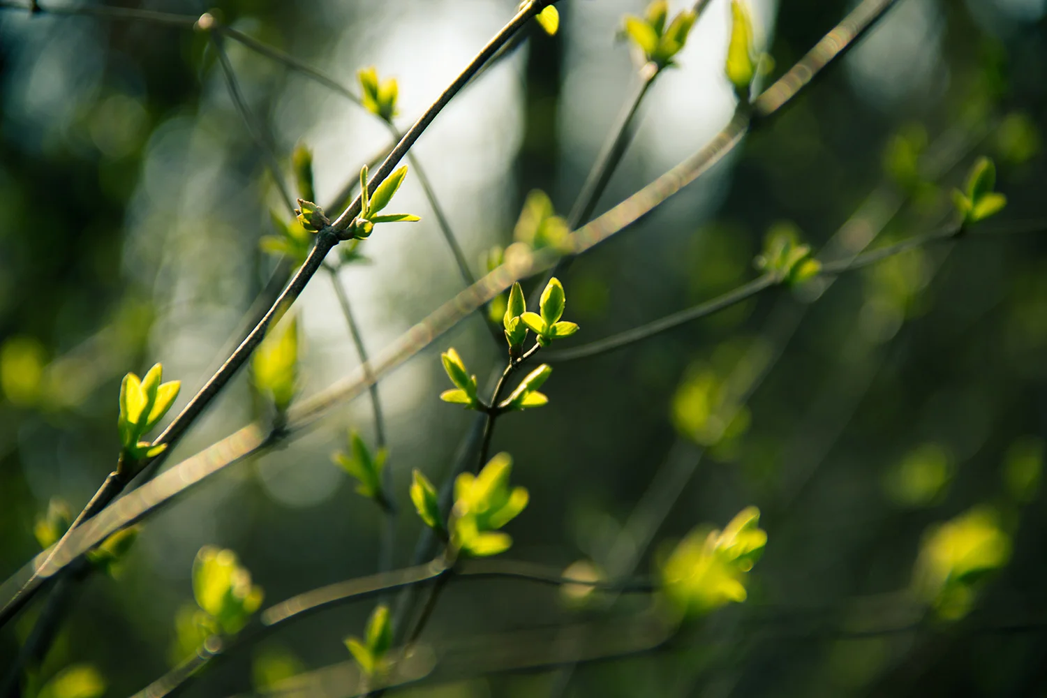 Fine branches of New green Buds on a tree