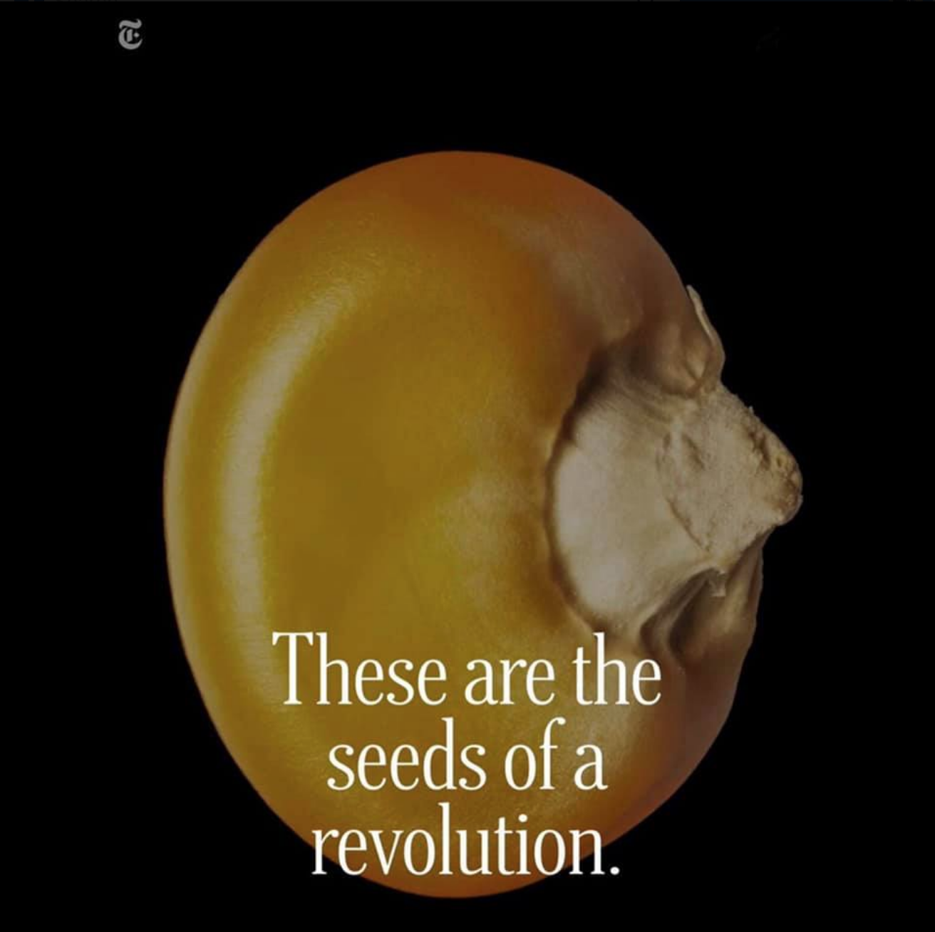 THE NEW YORK TIMES:  Save Our Food. Free The Seed.