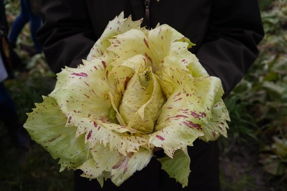 HEATED: A Chicory to Dismantle Late-Stage Capitalism