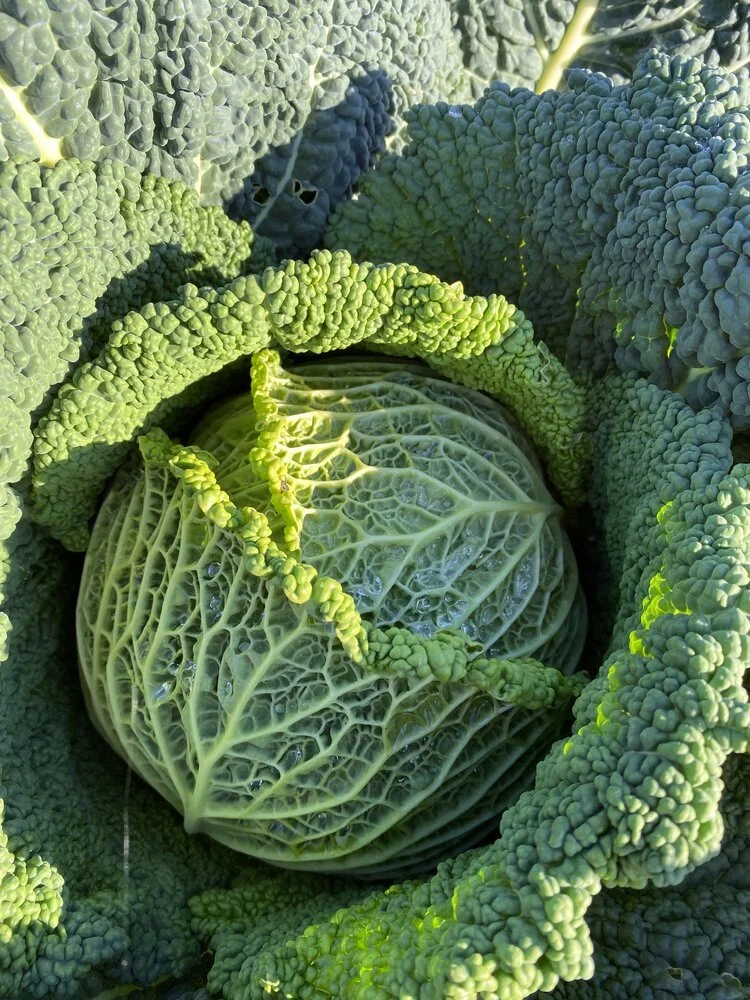 Cabbage