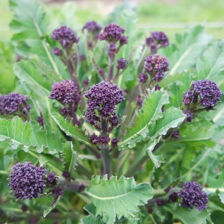 Purple Sprouting Broccoli