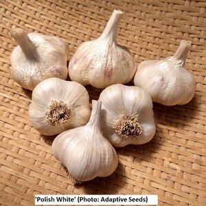 PolishWhiteGarlic_artichoke_adaptive.jpeg