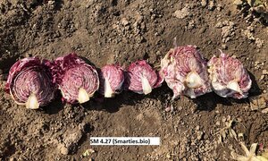 2004+Variegato+di+Chioggia+4.27+cut.jpeg