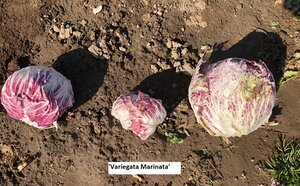 2005+Variegata+Marinata+clean.jpeg