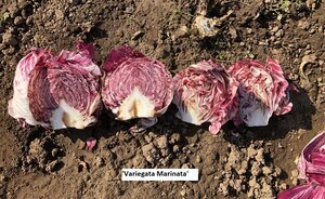2005+Variegata+Marinata+cut.jpeg