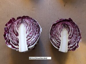 Radicchio+4.6+Cut+-+3.jpeg