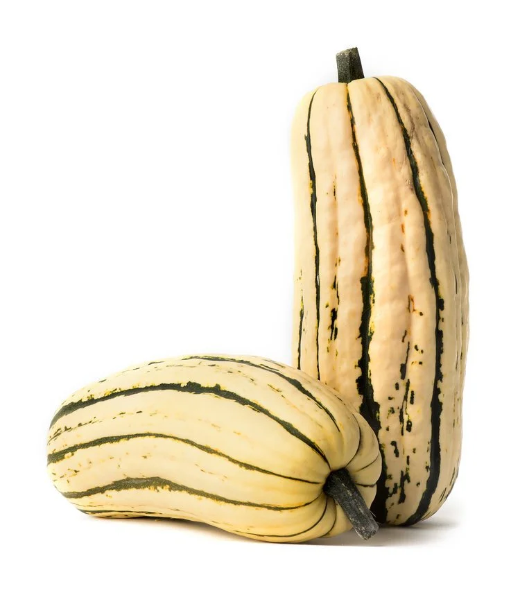 zepplin_delicata-088.jpg