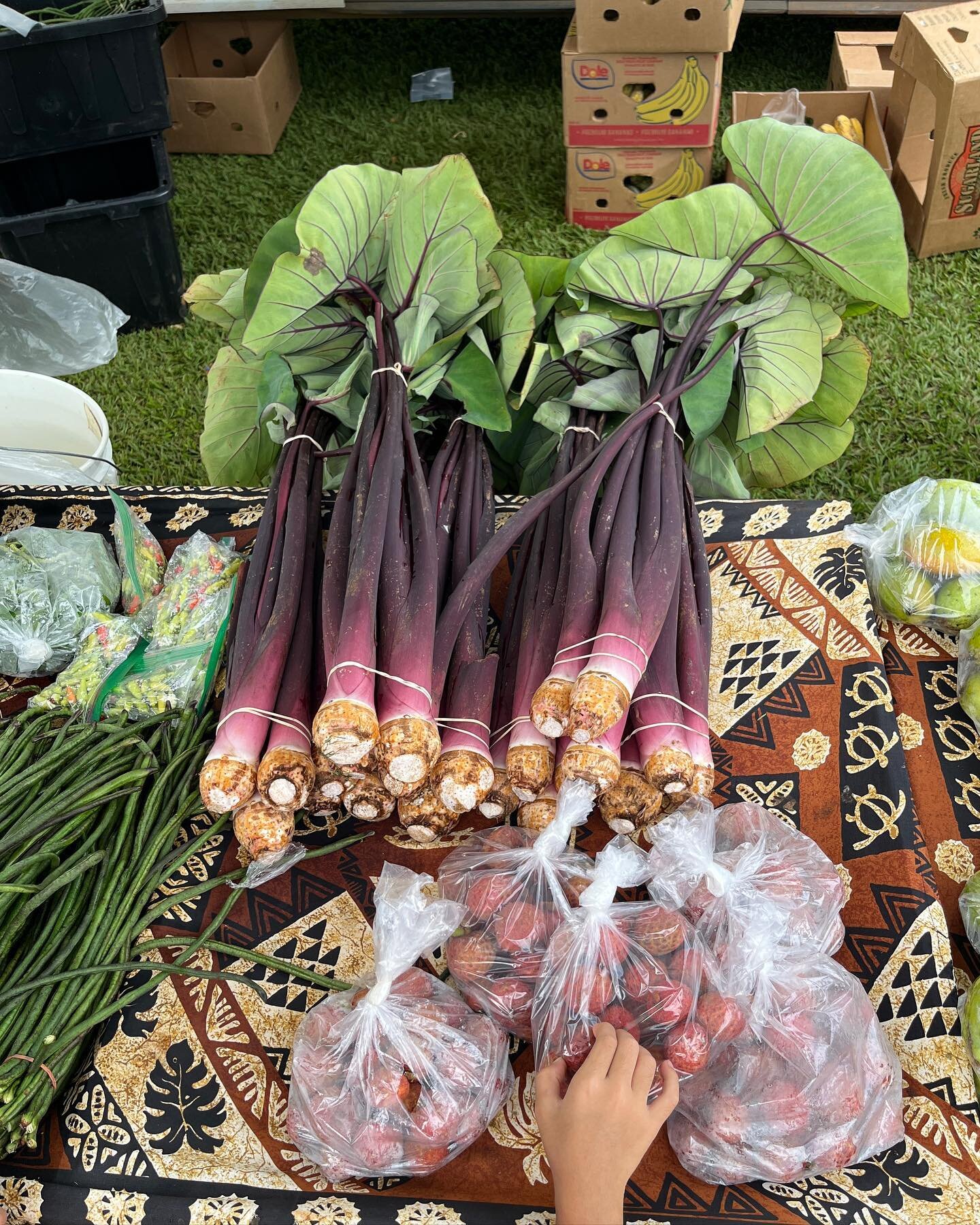 .
Went to the Puhi Park Farmers Market in Lihue and saw all of @lichenology &lsquo;s friends.
Taro
Lychee
Yard long beans 
Chayote squash
Winged bean
Eggplant 
Bitter melon
Banana blooms
Moschata squash
Jicama
Ginger
Sugarcane
Fern fronds
Moringa
Bit