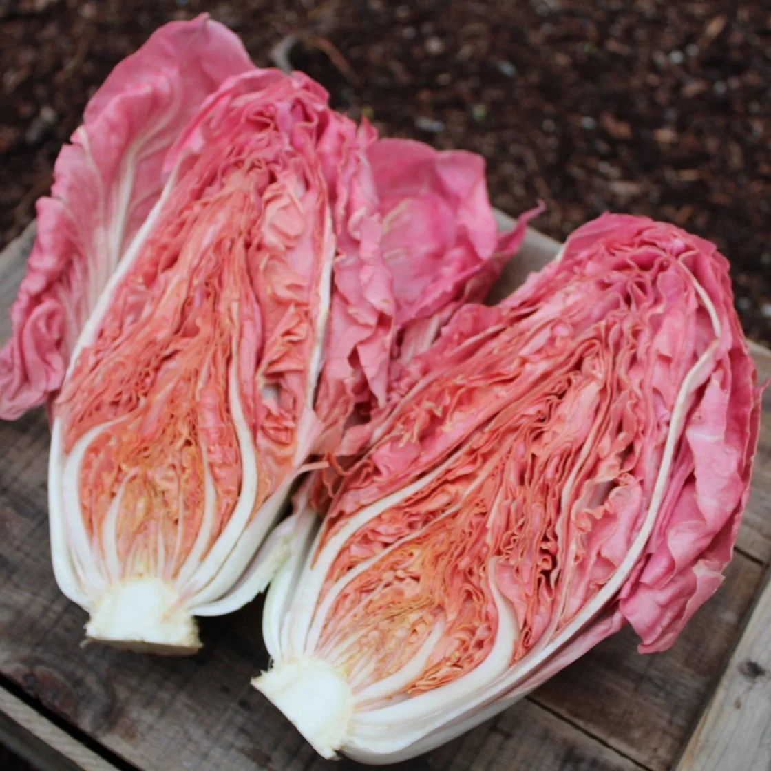 OPB: A radicchio revolution is underway in the Northwest