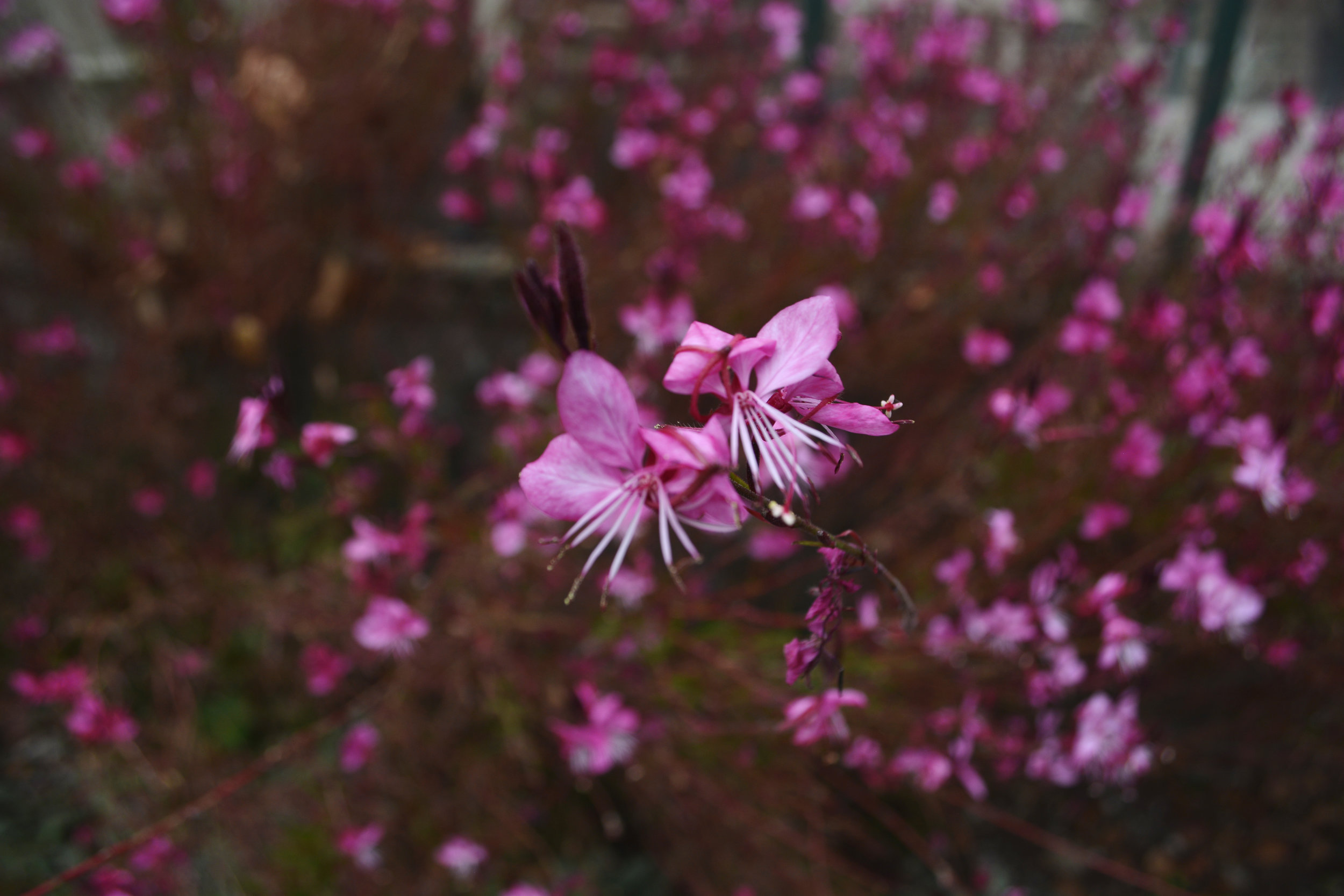 _DSC0410 copy.jpg