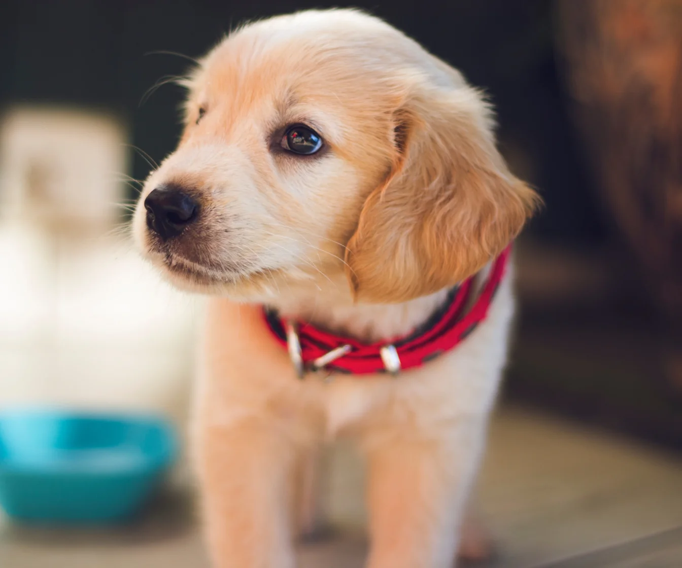 Puppy Kindergarten Class 6/12 - 7/17