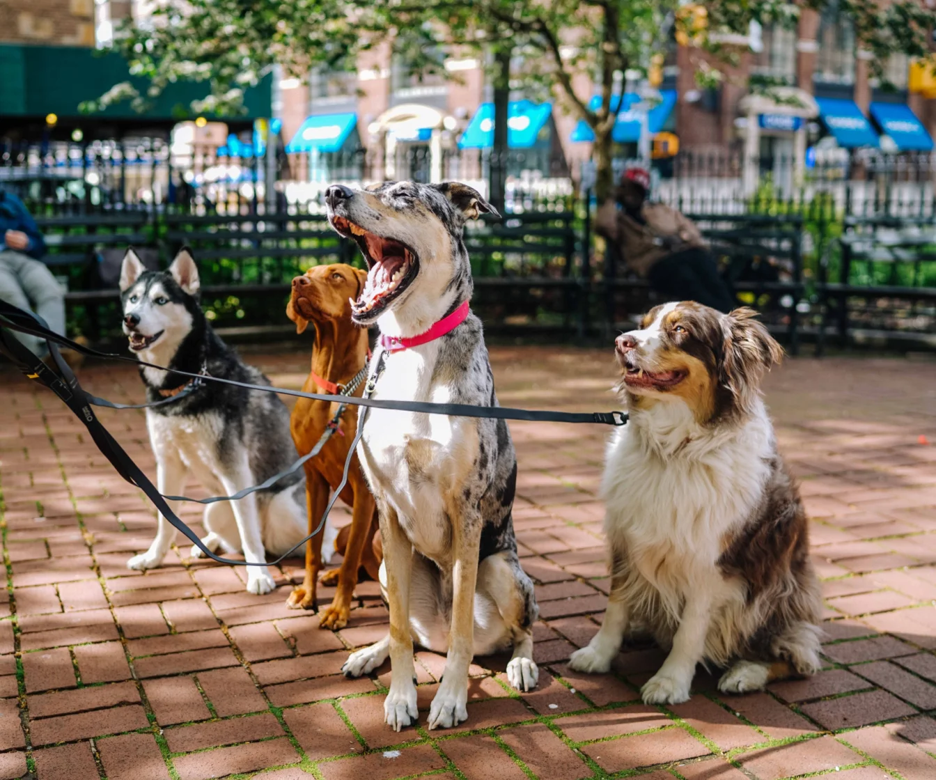 Good Manners & Basic Obedience 6/12-7/17