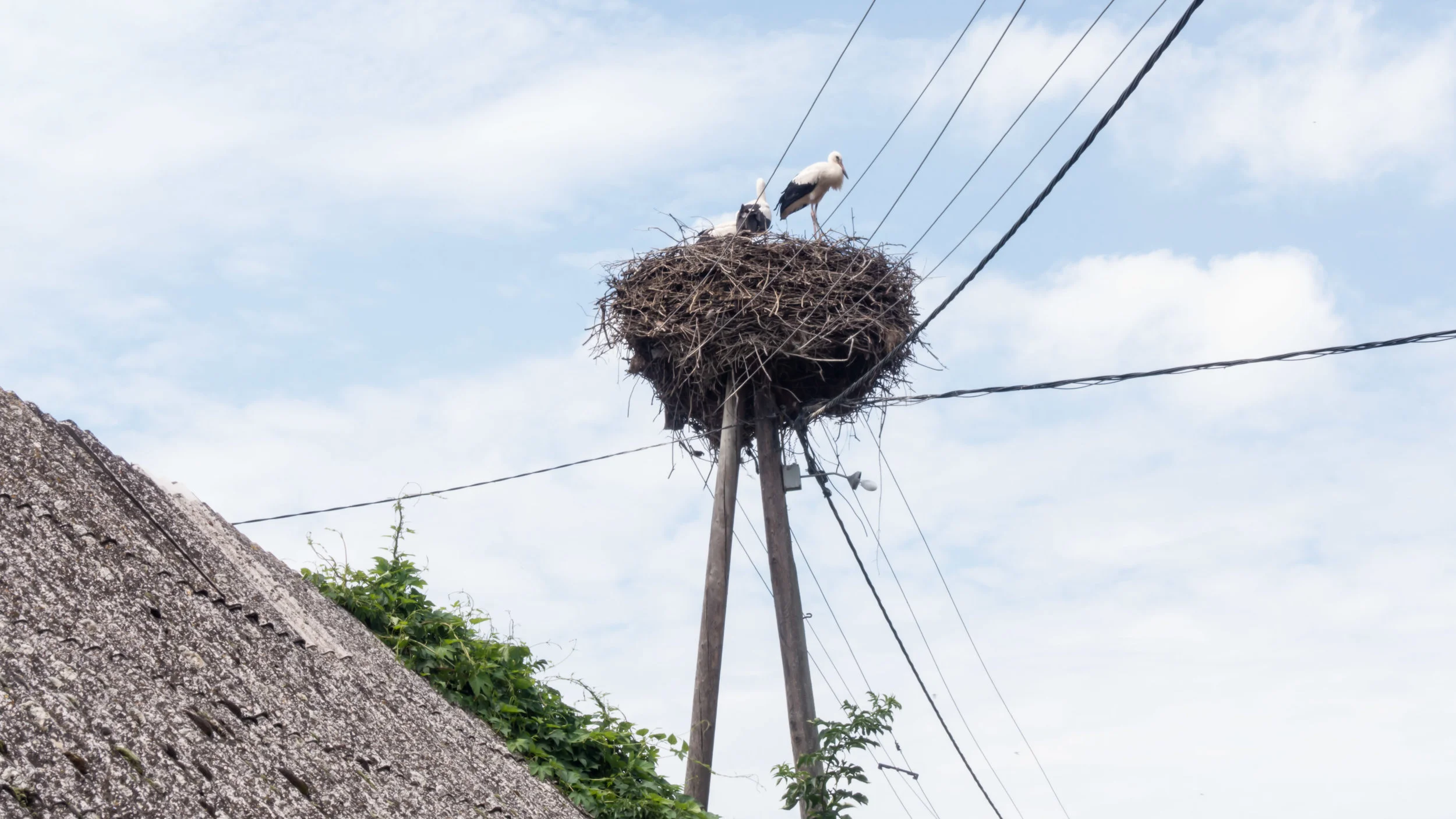 20180712-DSC01329-2-2.jpg