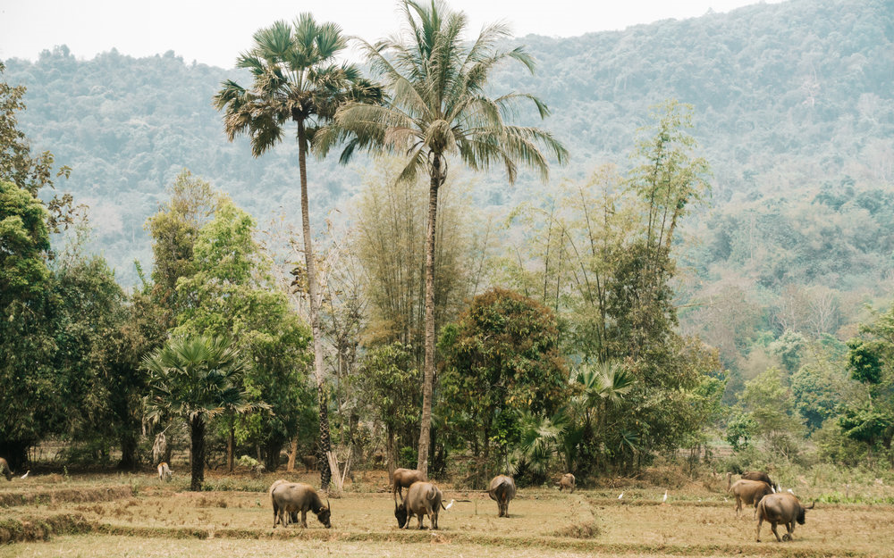 Grazing water buffalo
