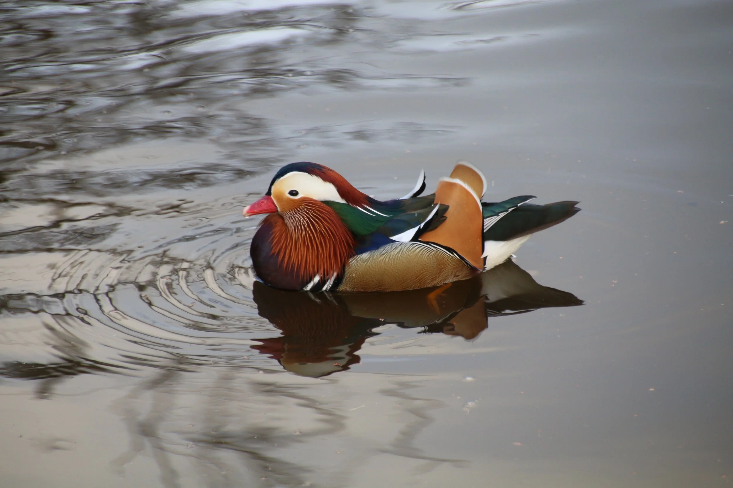 Duck pic.jpg