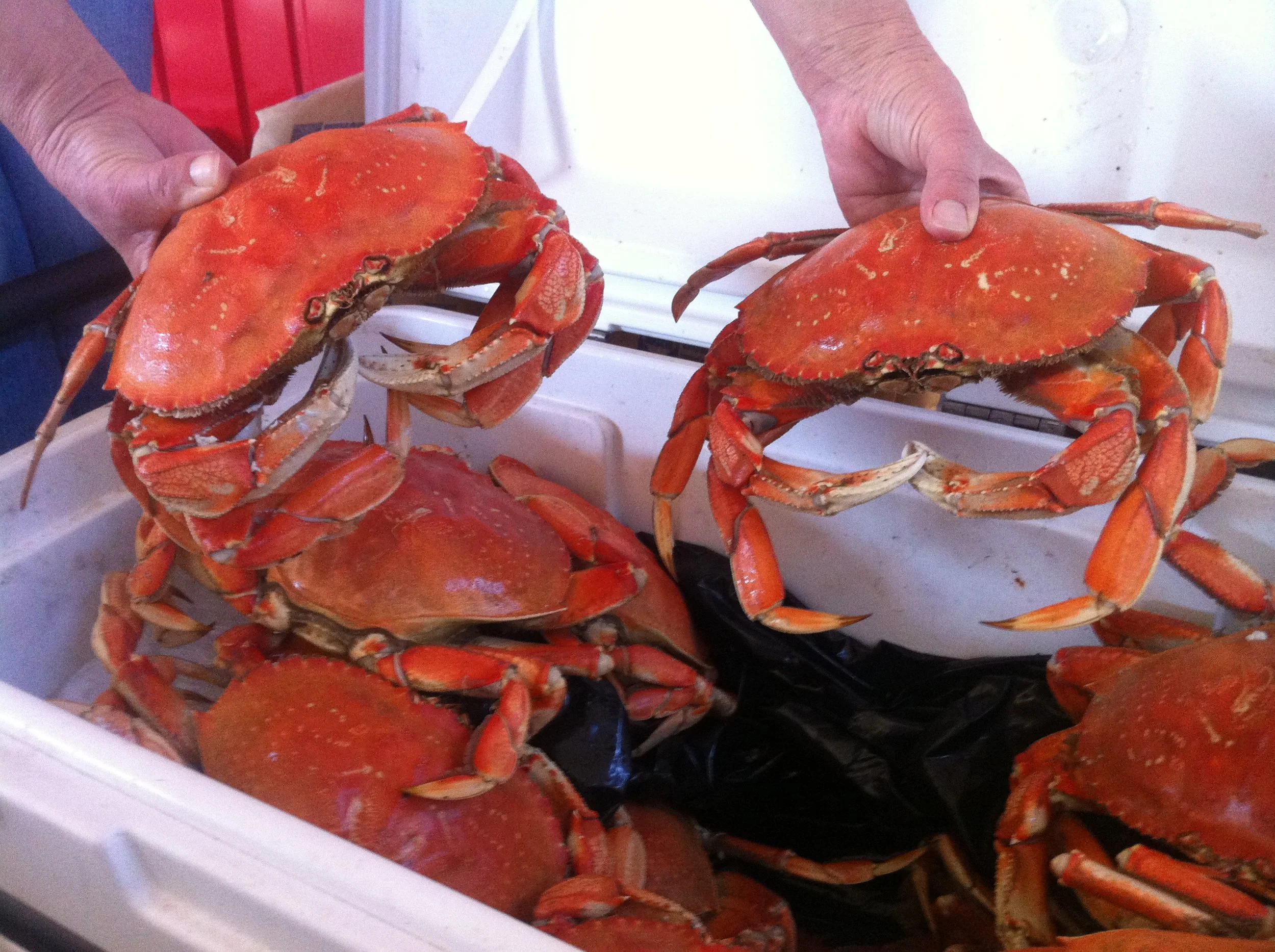 First day of recreational Dungeness crab season, statewide