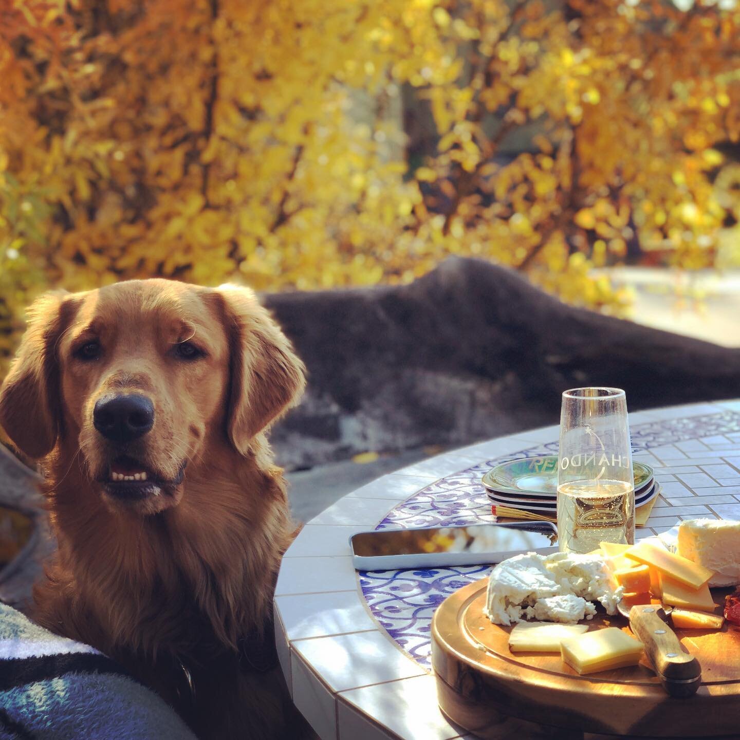 My faithful companion. He so wonderful he&rsquo;s a rescue from &ldquo;True Love Rescue&rdquo;Love the @cowgirlcreamery  club too!

#dogsofinstagram #cheese #lovelife #santacruzmountains #quailhollowkitchens #benlomond #california