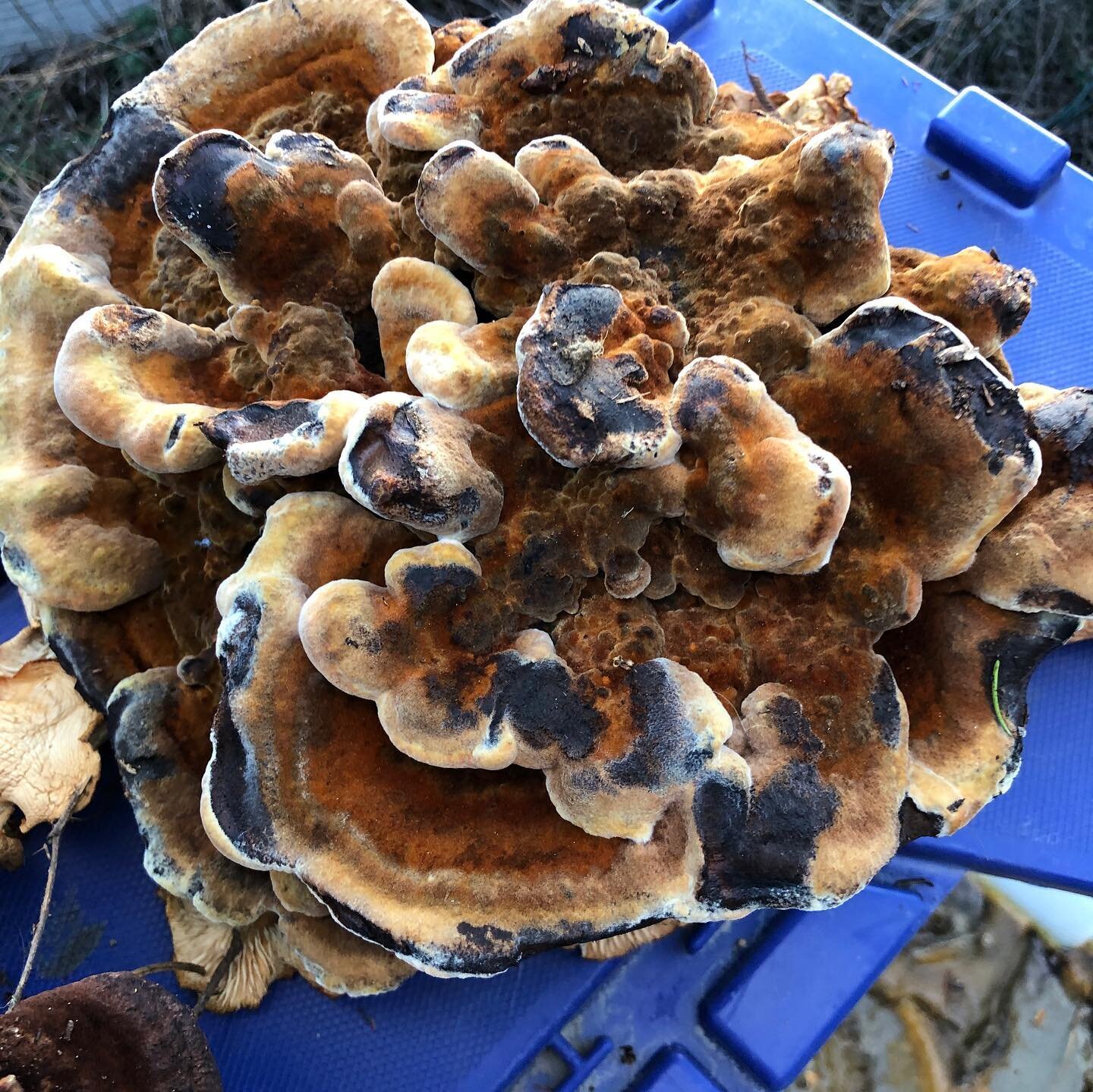 Working on  my #chemistry today, the art of natural dyes. I believe this first mushroom to be a Dyer&rsquo;s polypore. Making up my dye bath. I will work various mordants on various fibers in the future.  Those of you mushroom collectors let me know 