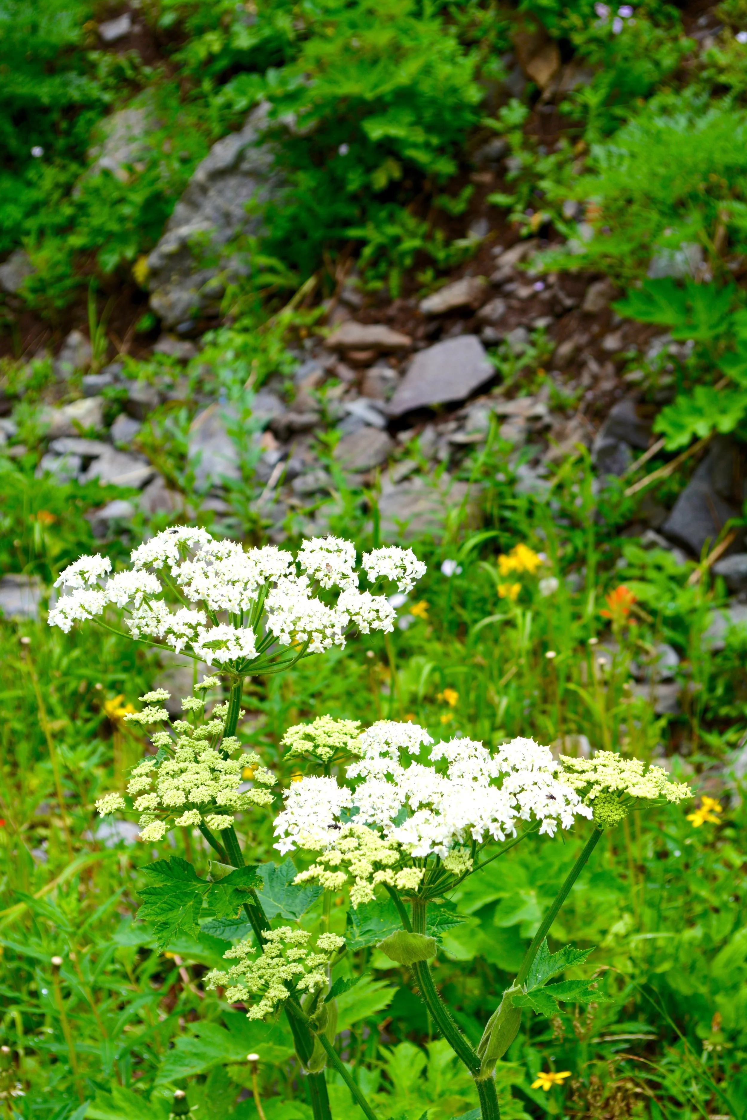 DSC_0056.jpg