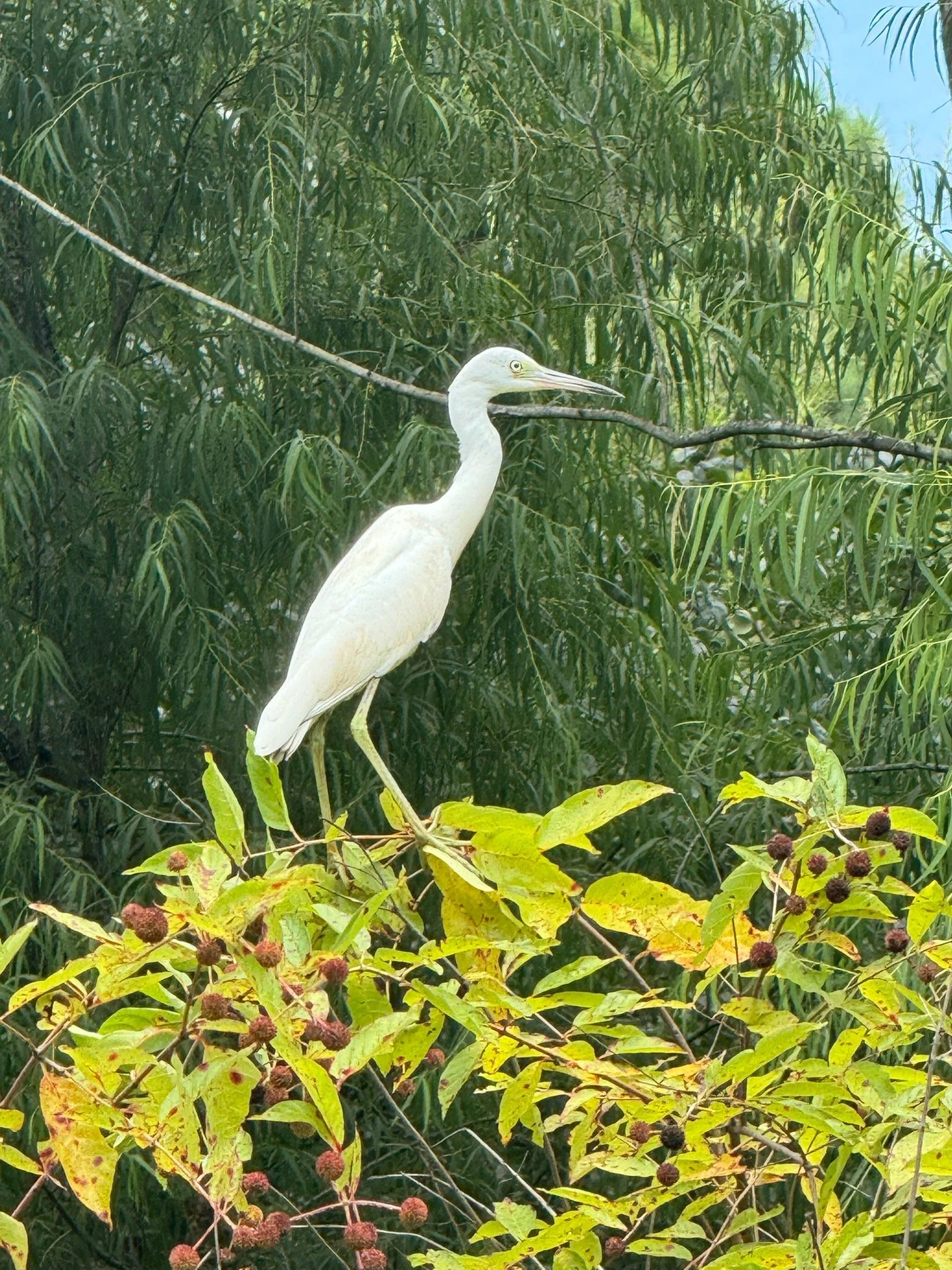 IMG_3586.jpg