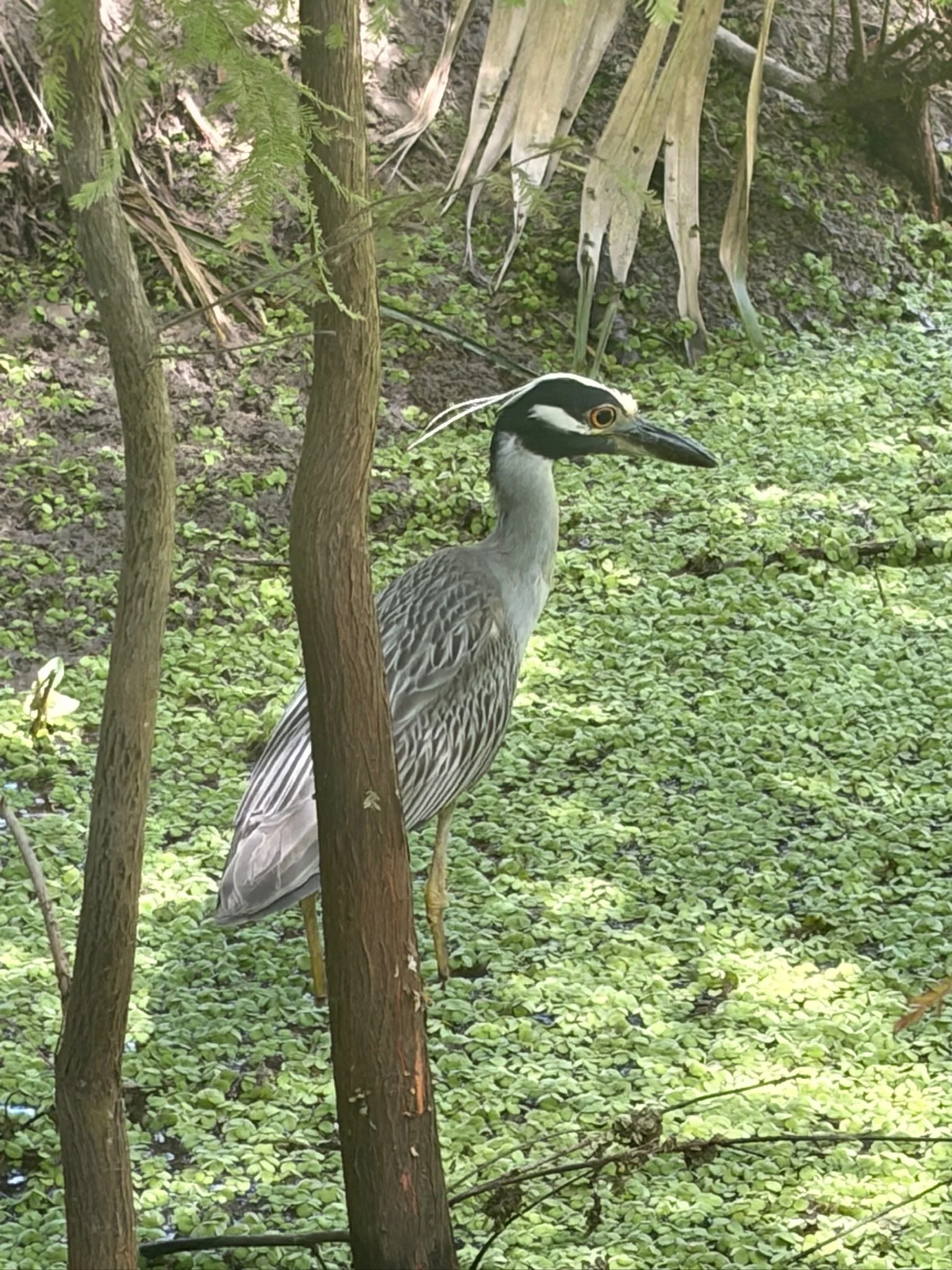 IMG_6455.JPG