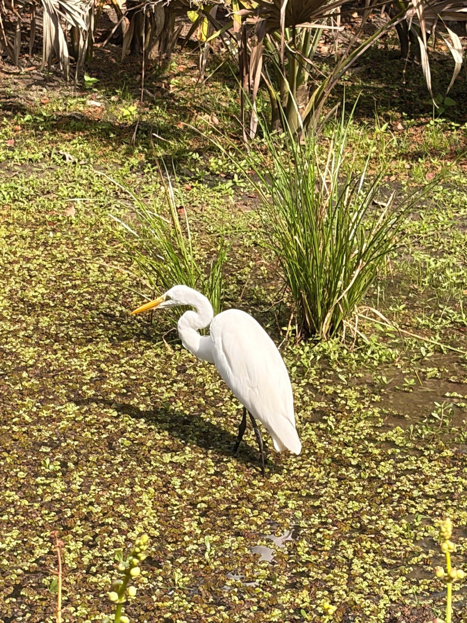 IMG_6815.JPG
