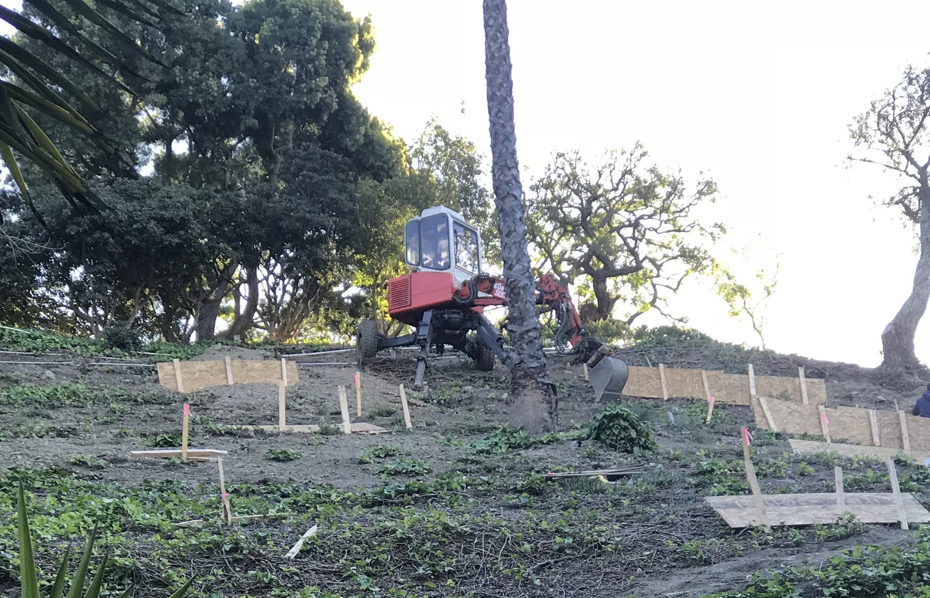 Slope Restoration with Tree Installation  2018