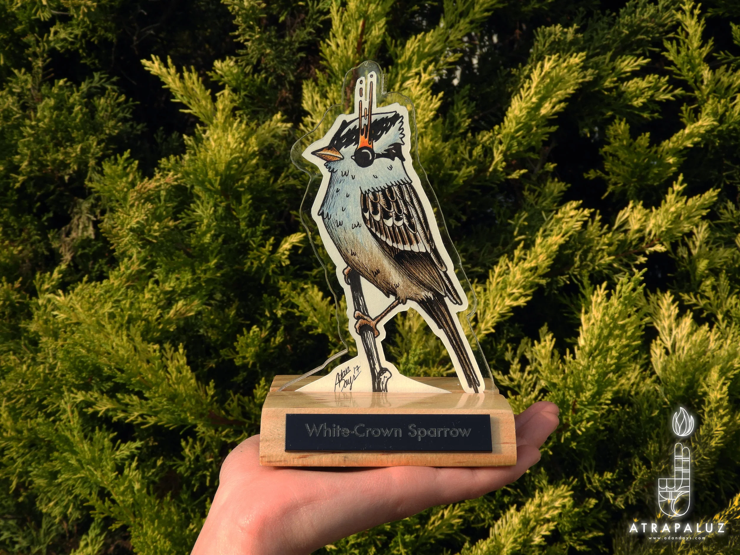 White-Crown Sparrow (SOLD OUT)