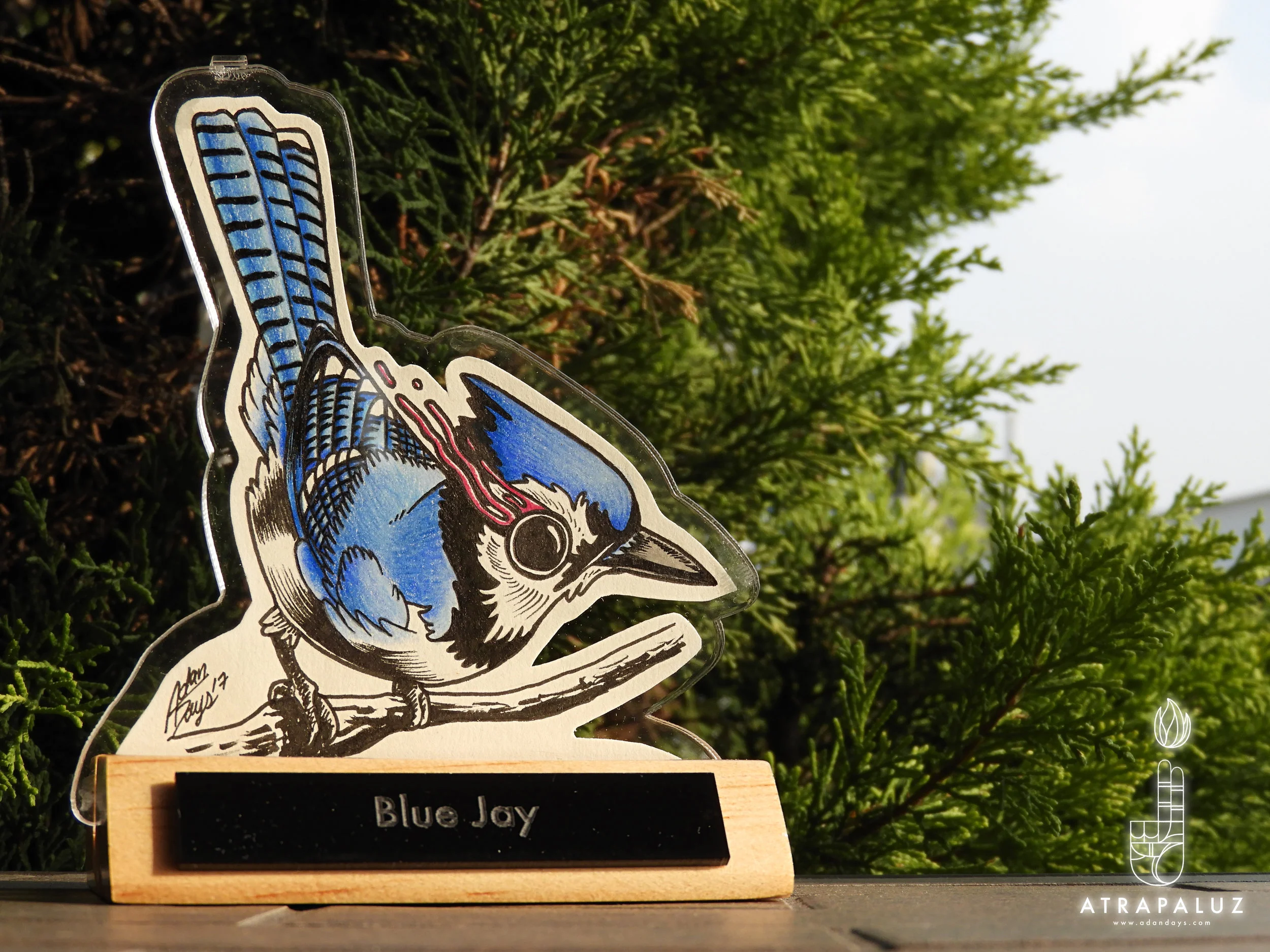 Blue Jay (SOLD OUT)