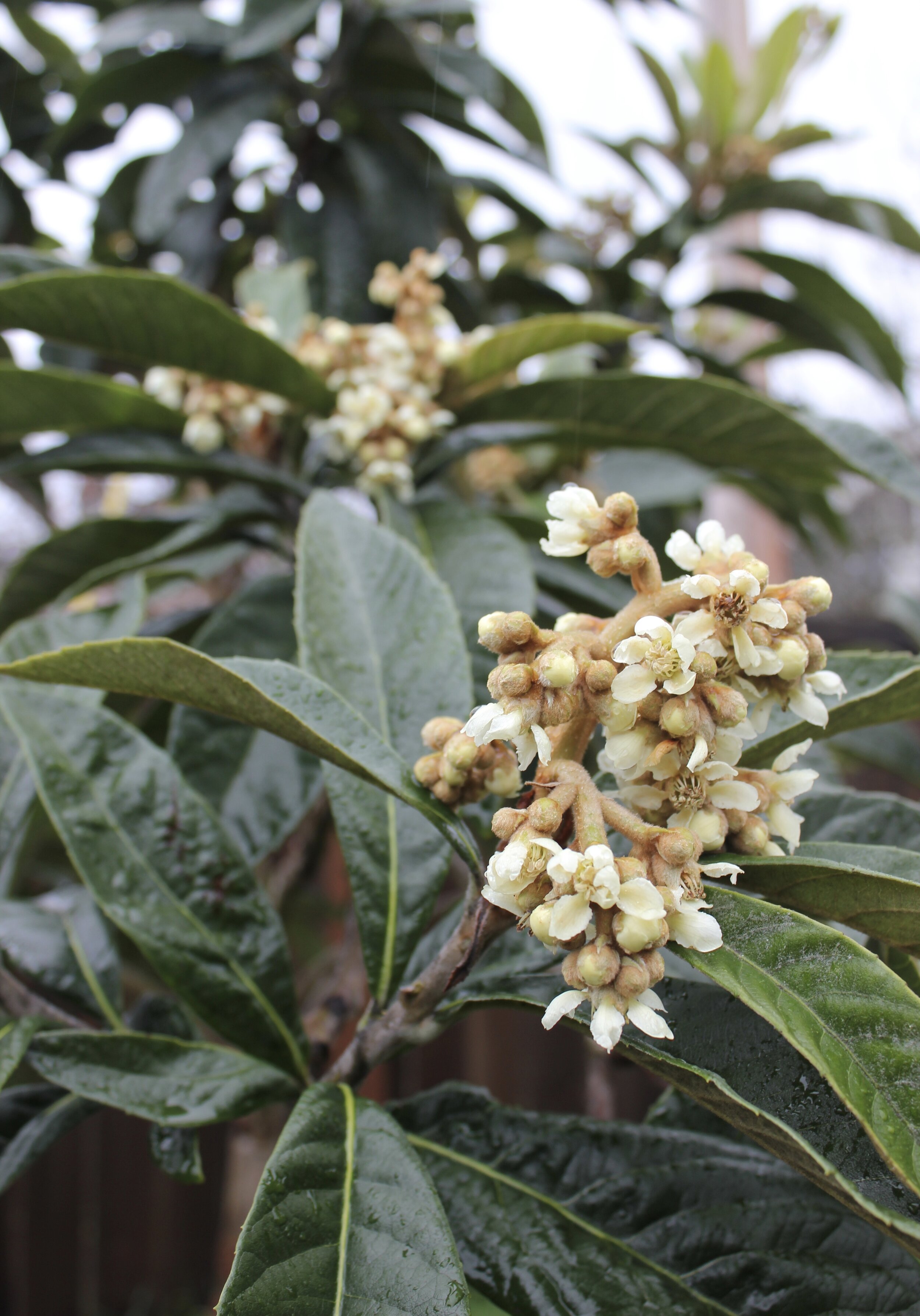  A pretty loquat tree shows off a few winter blossoms. 