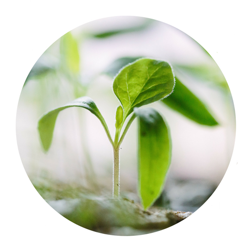 small sprout.png