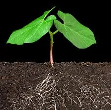 root.jpg