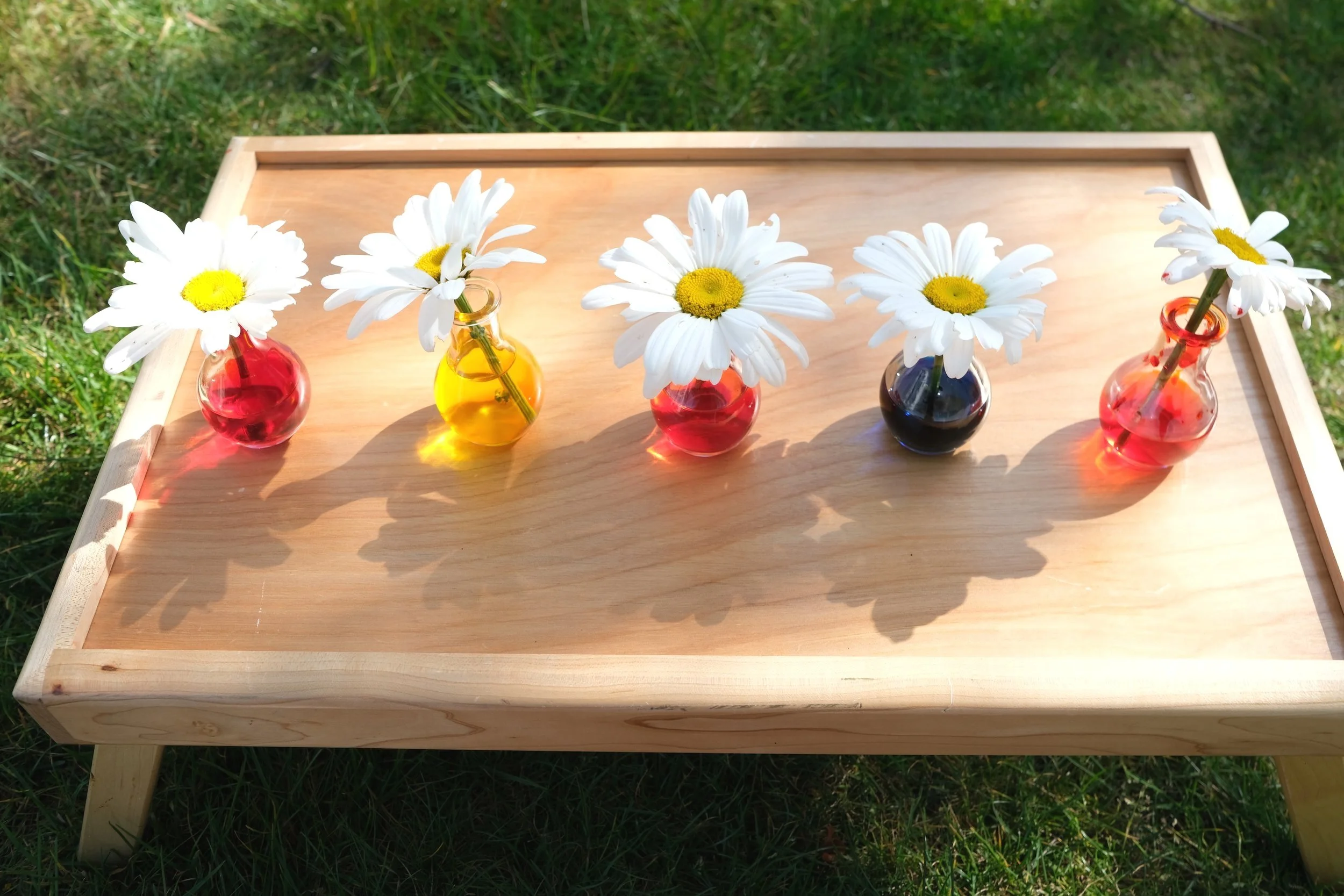 Easy Science Experiment with Daisies for Toddlers and Preschoolers