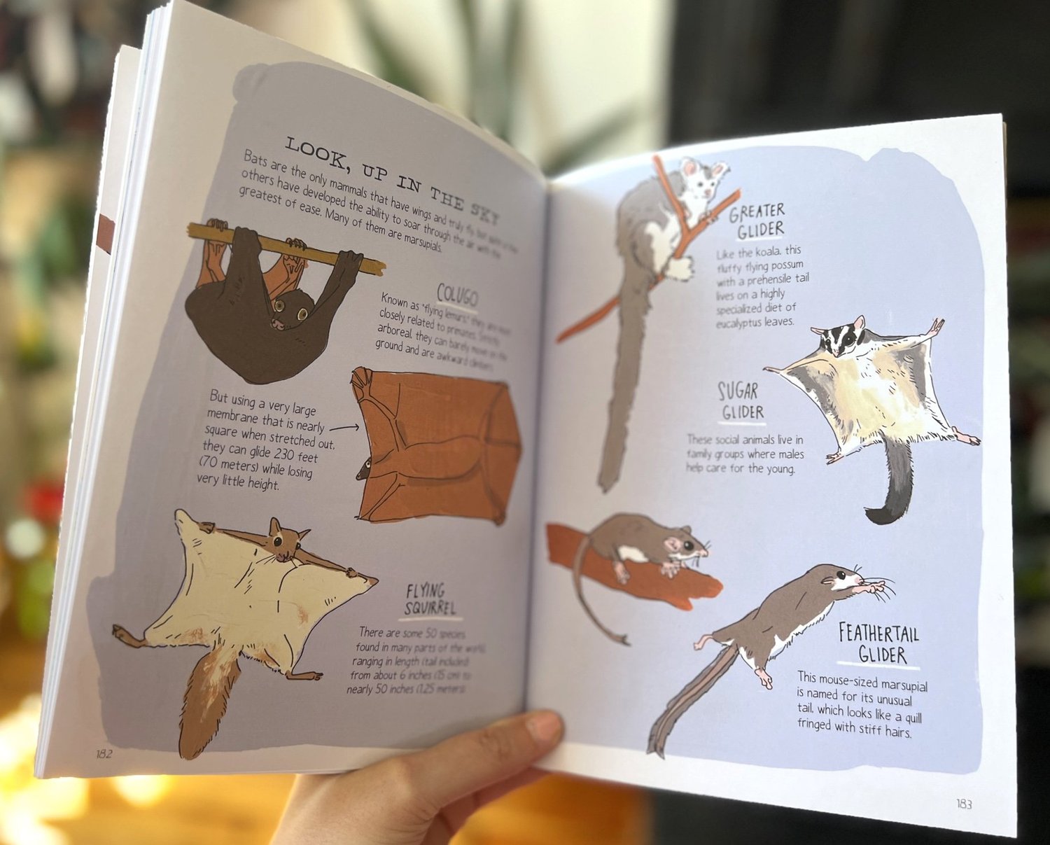 Wildlife Anatomy — Julia Rothman