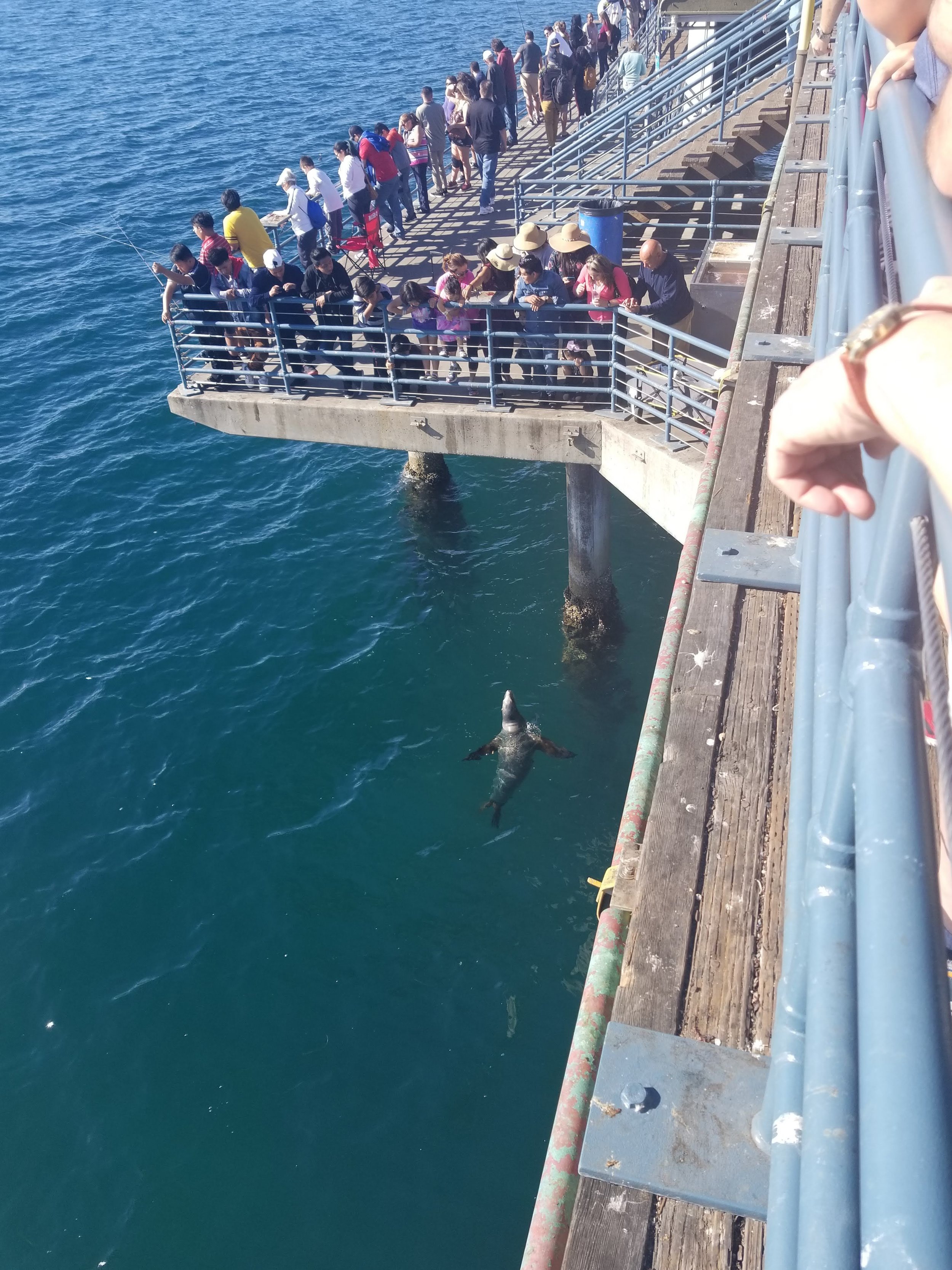 Don't Feed The Sea Lions