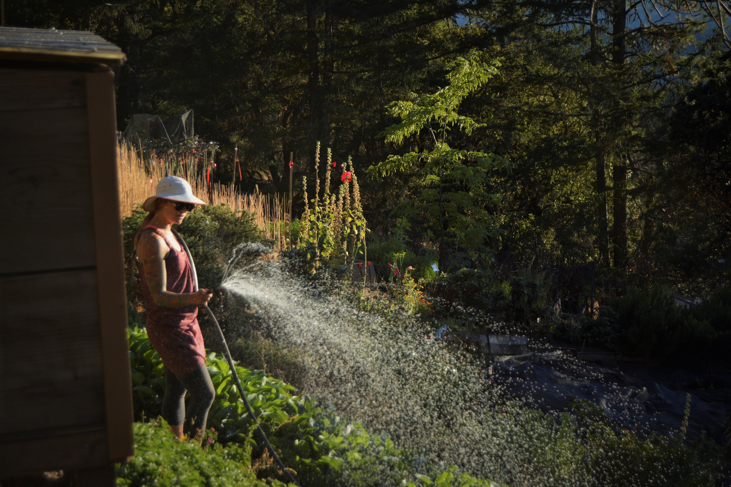 Sharon Coombs watering the beds.