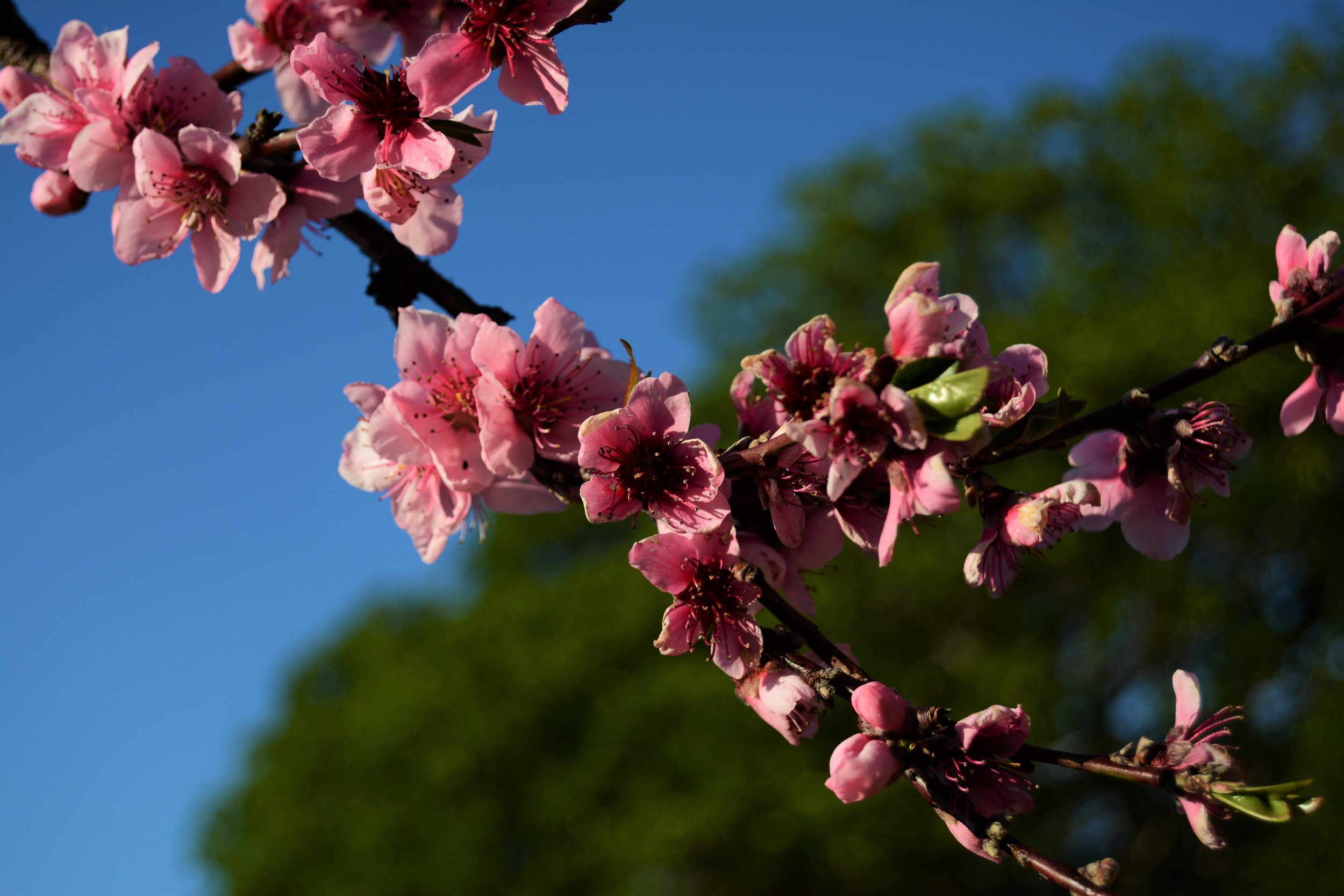 Cherry Blossoms.