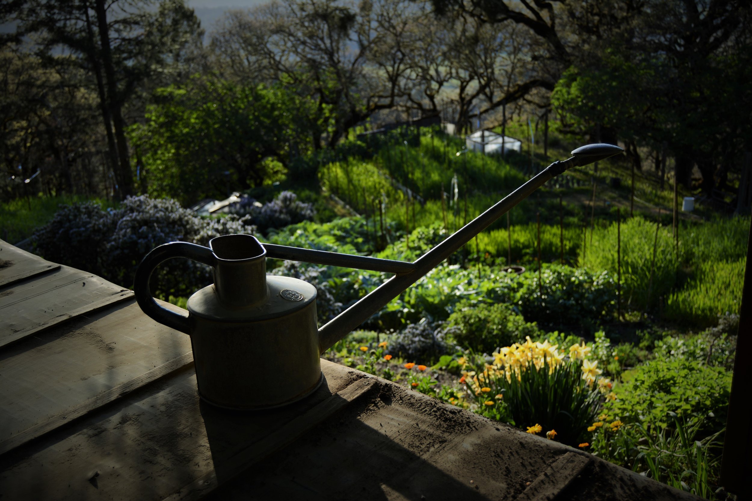 Hauss Watering can, our choice for watering seedlings.