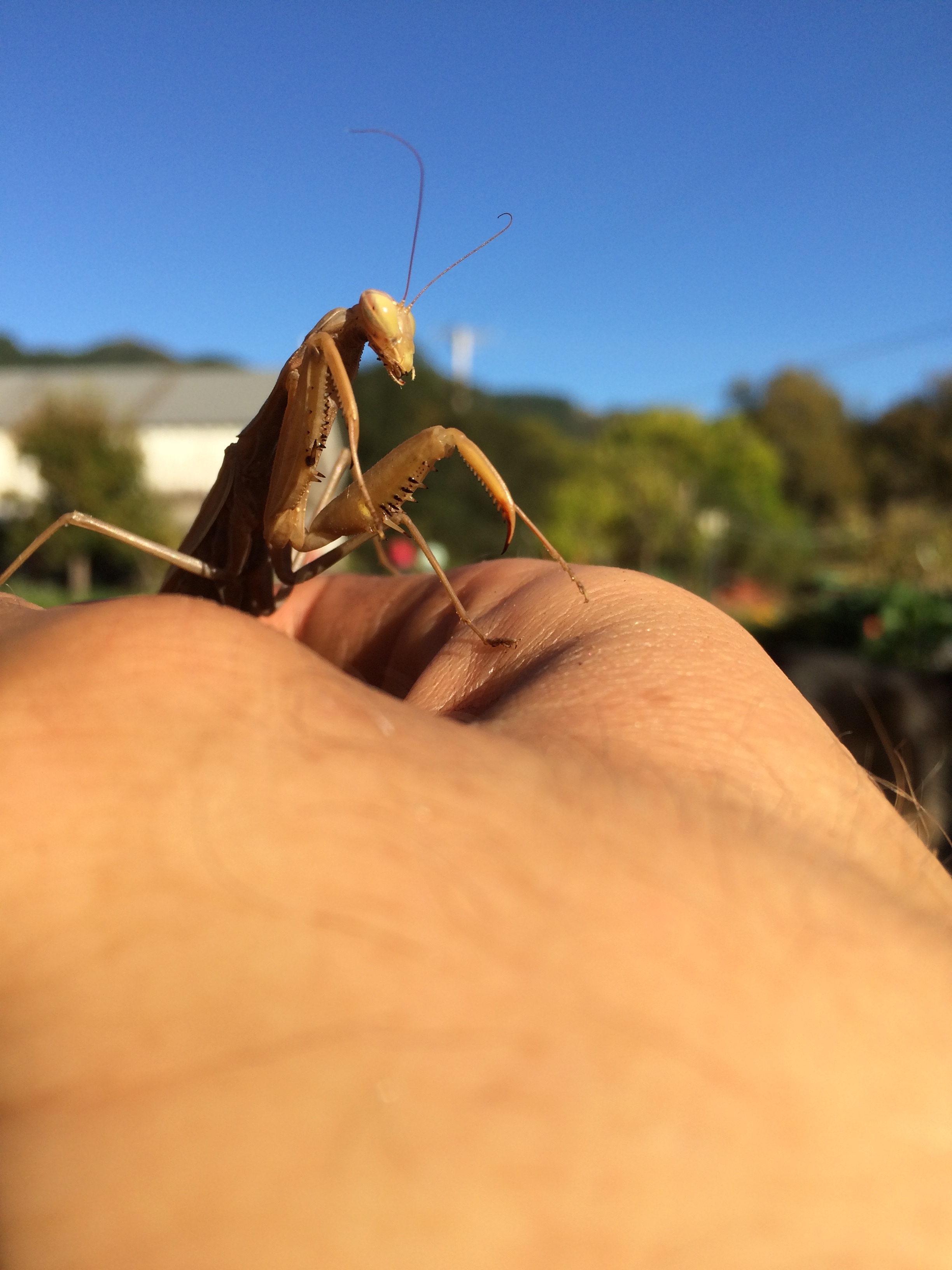 Biodiversity in the garden.