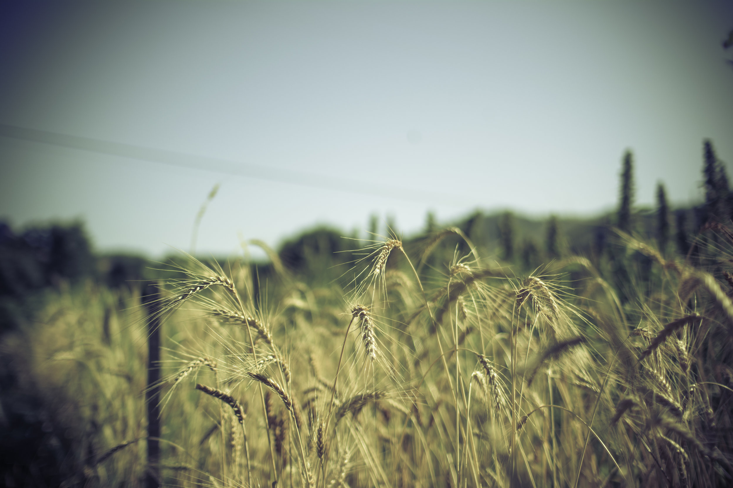 Wheat nearly mature.