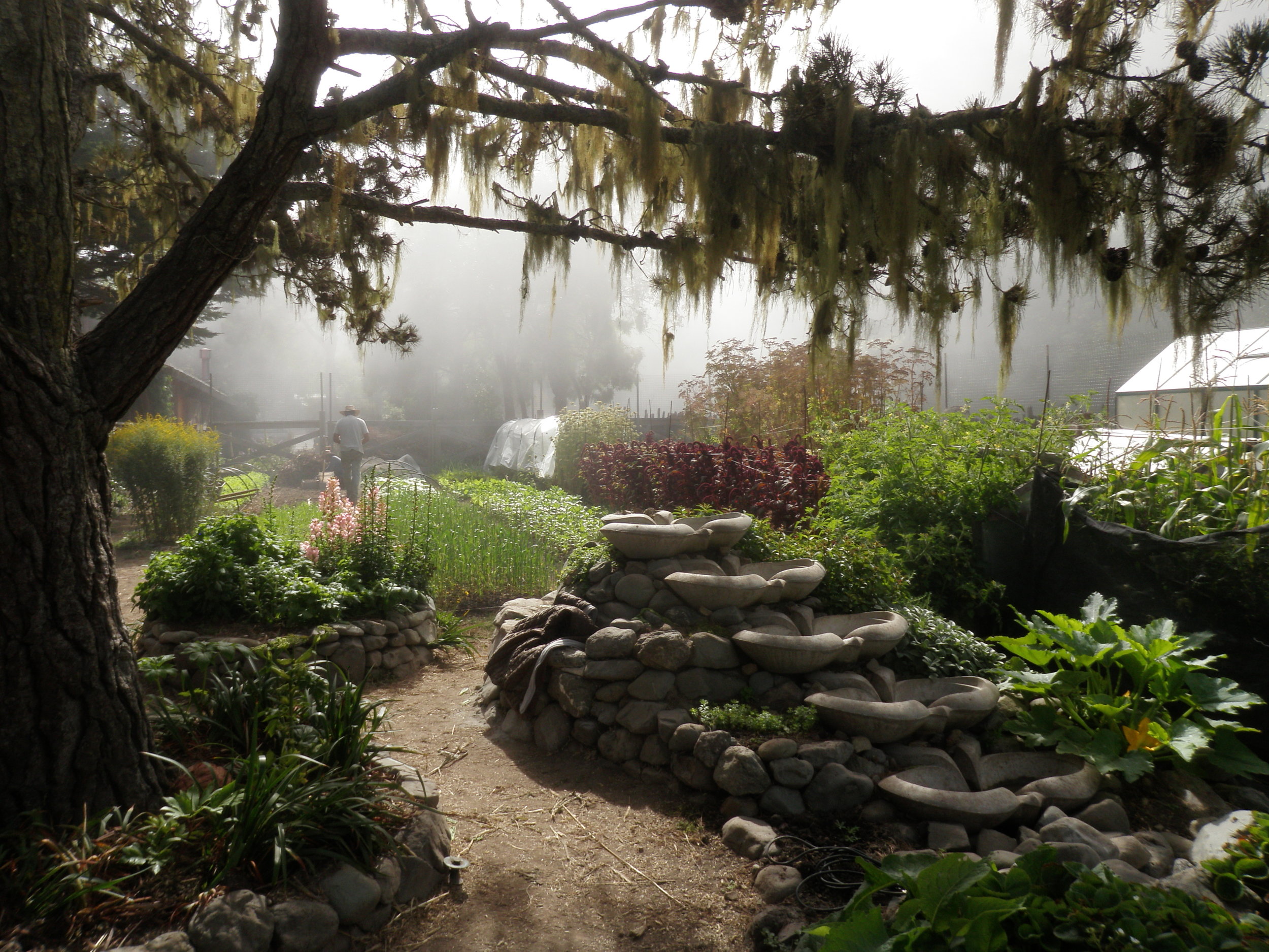 A Misty Morning in the garden.