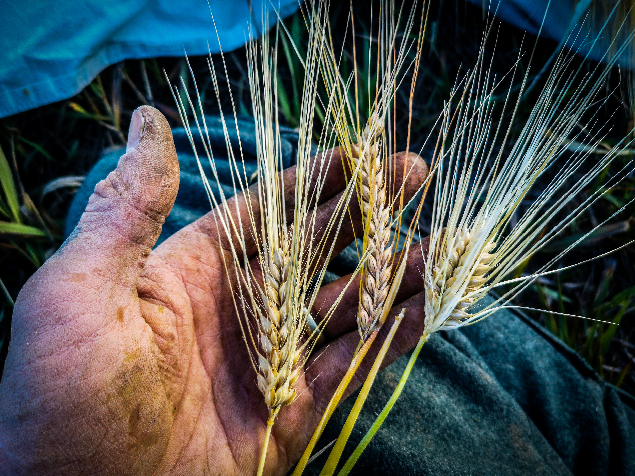 grain trials-1.jpg