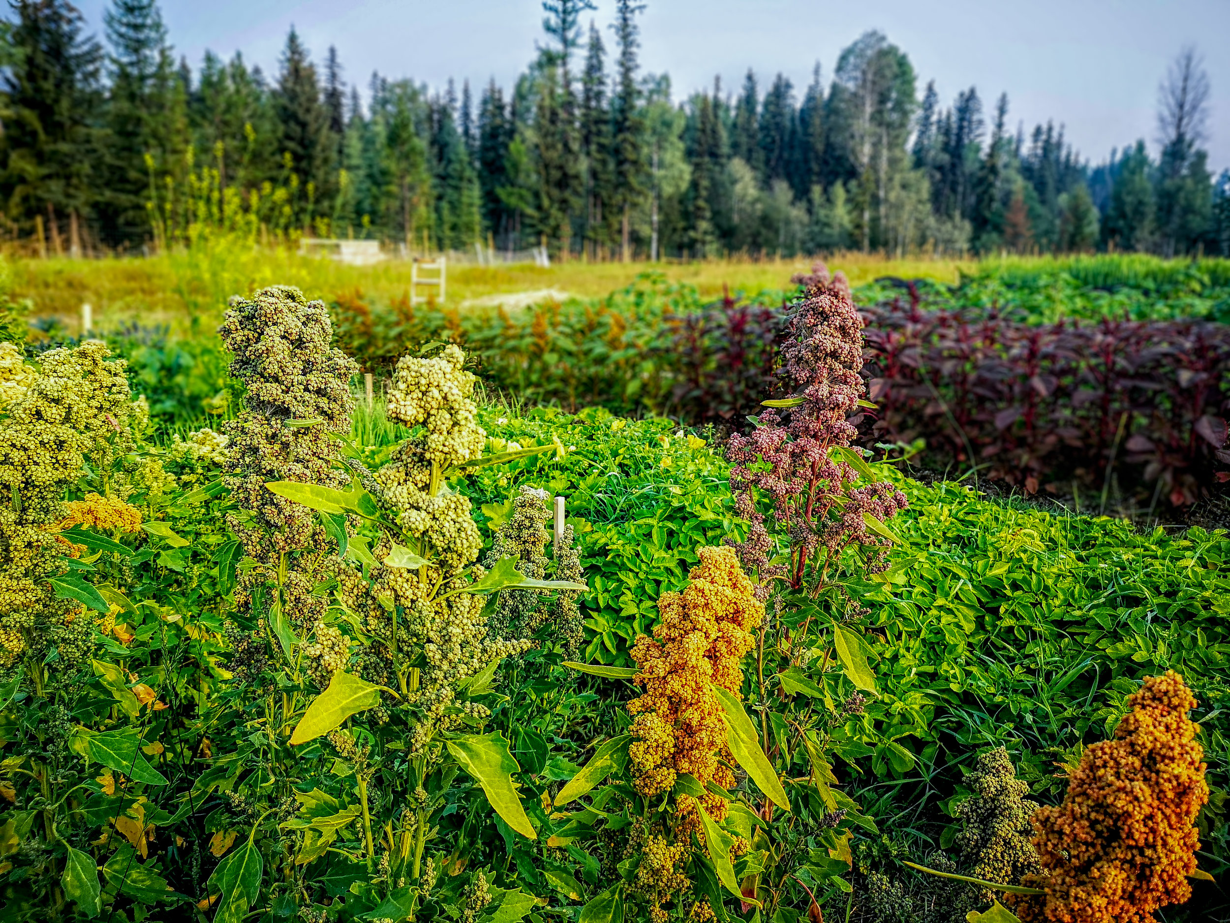 garden 2-1.jpg