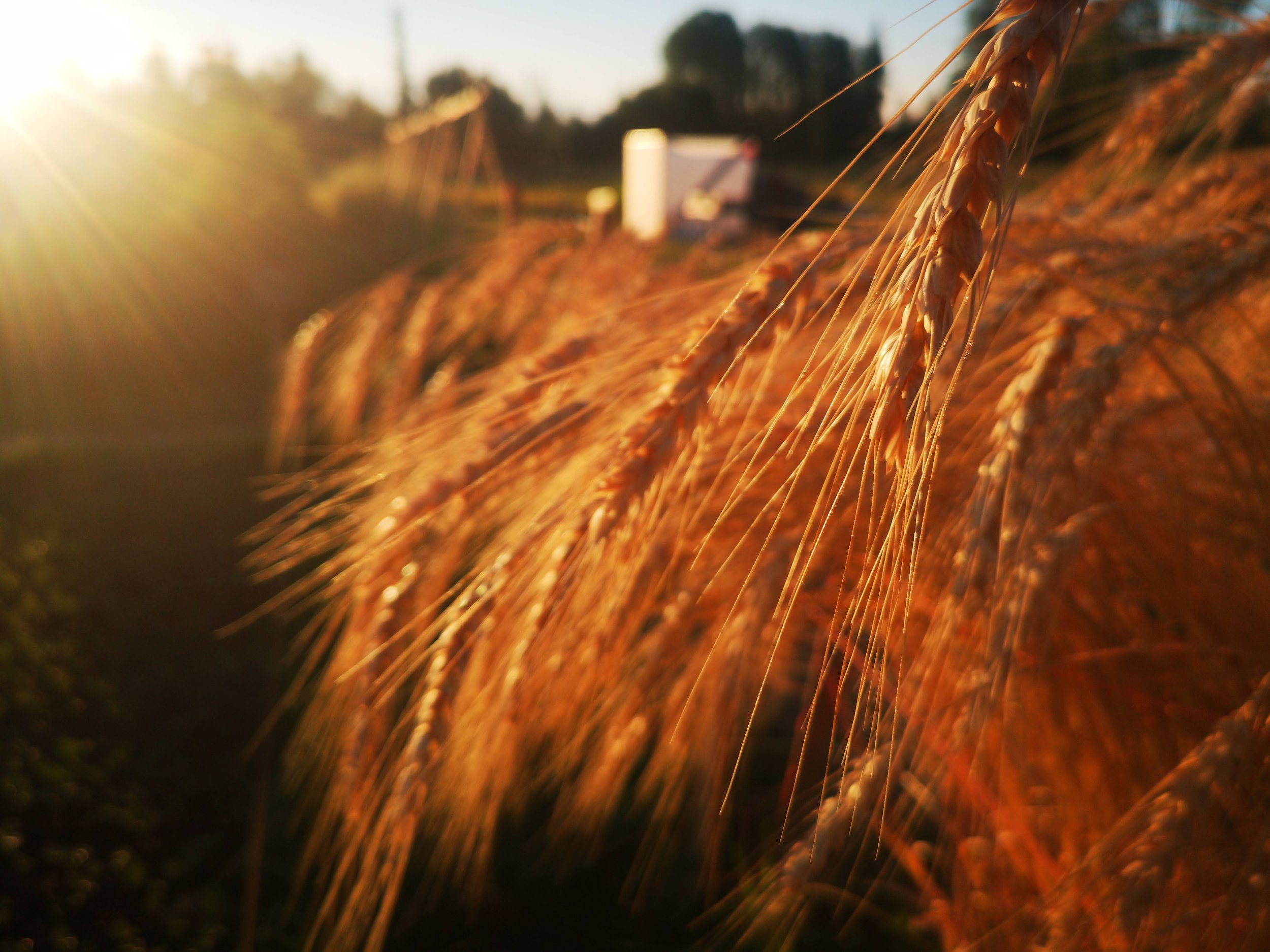 Solina, Wheat