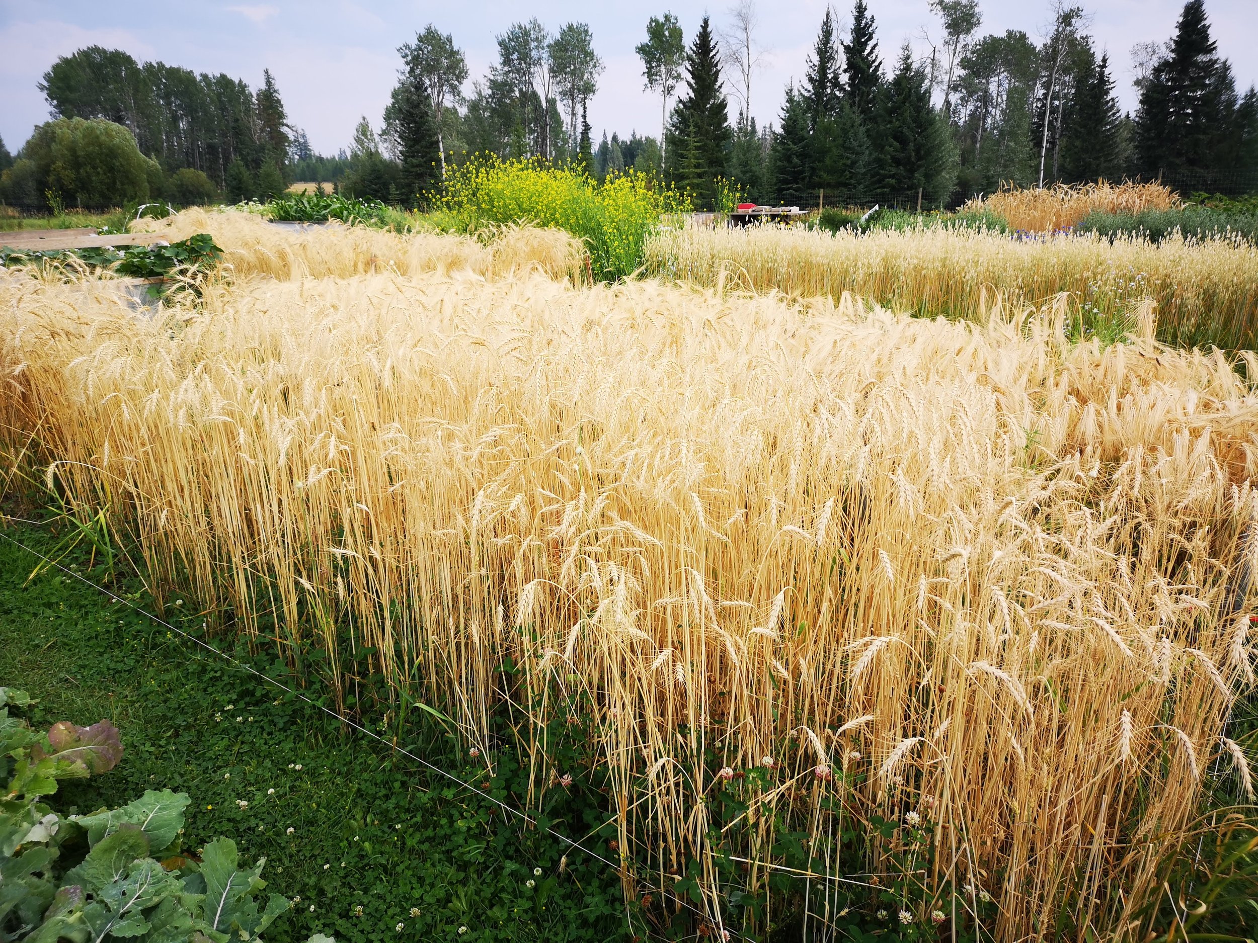 Ukrainka, Wheat