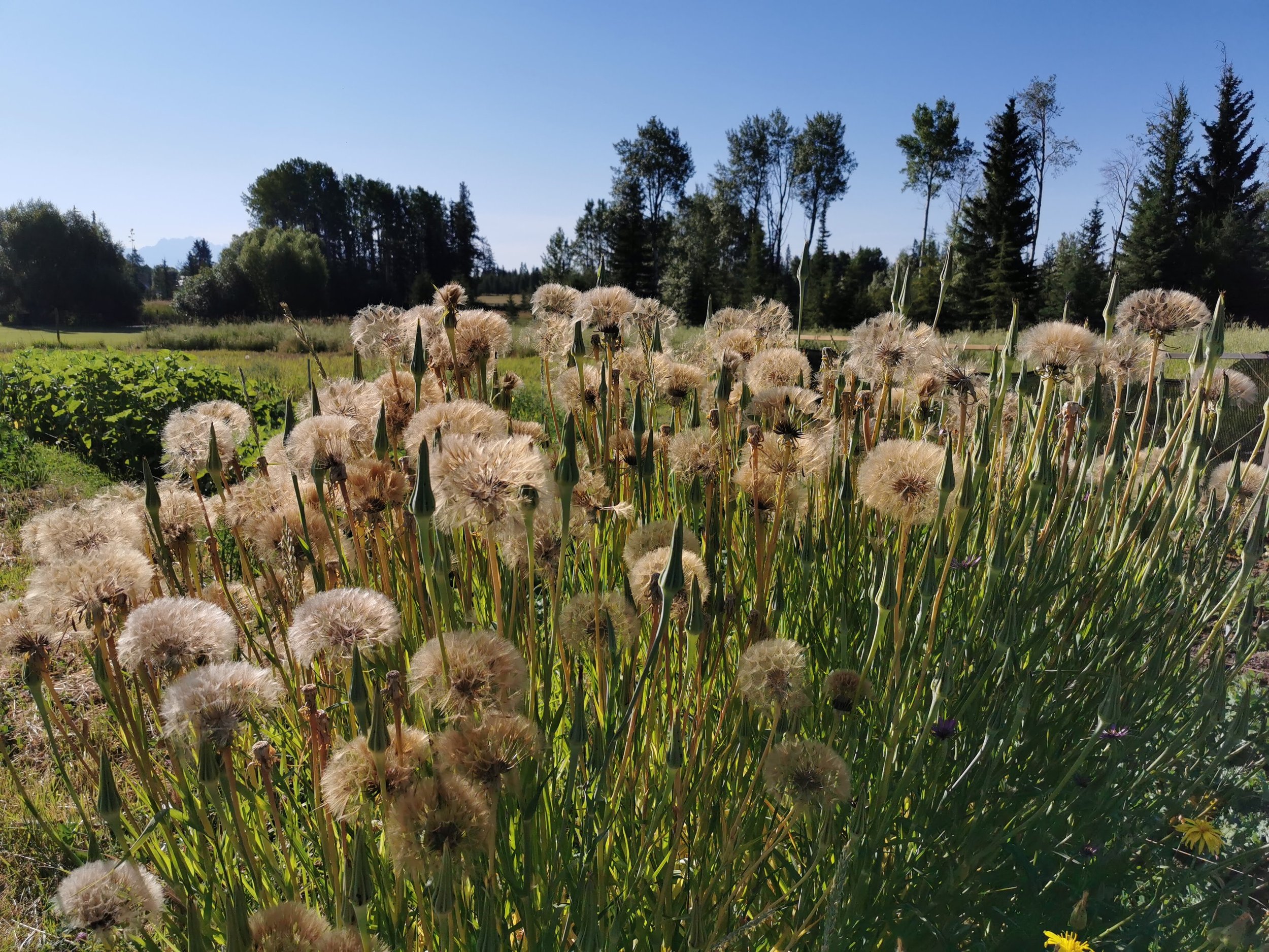 salsify flower1.jpeg