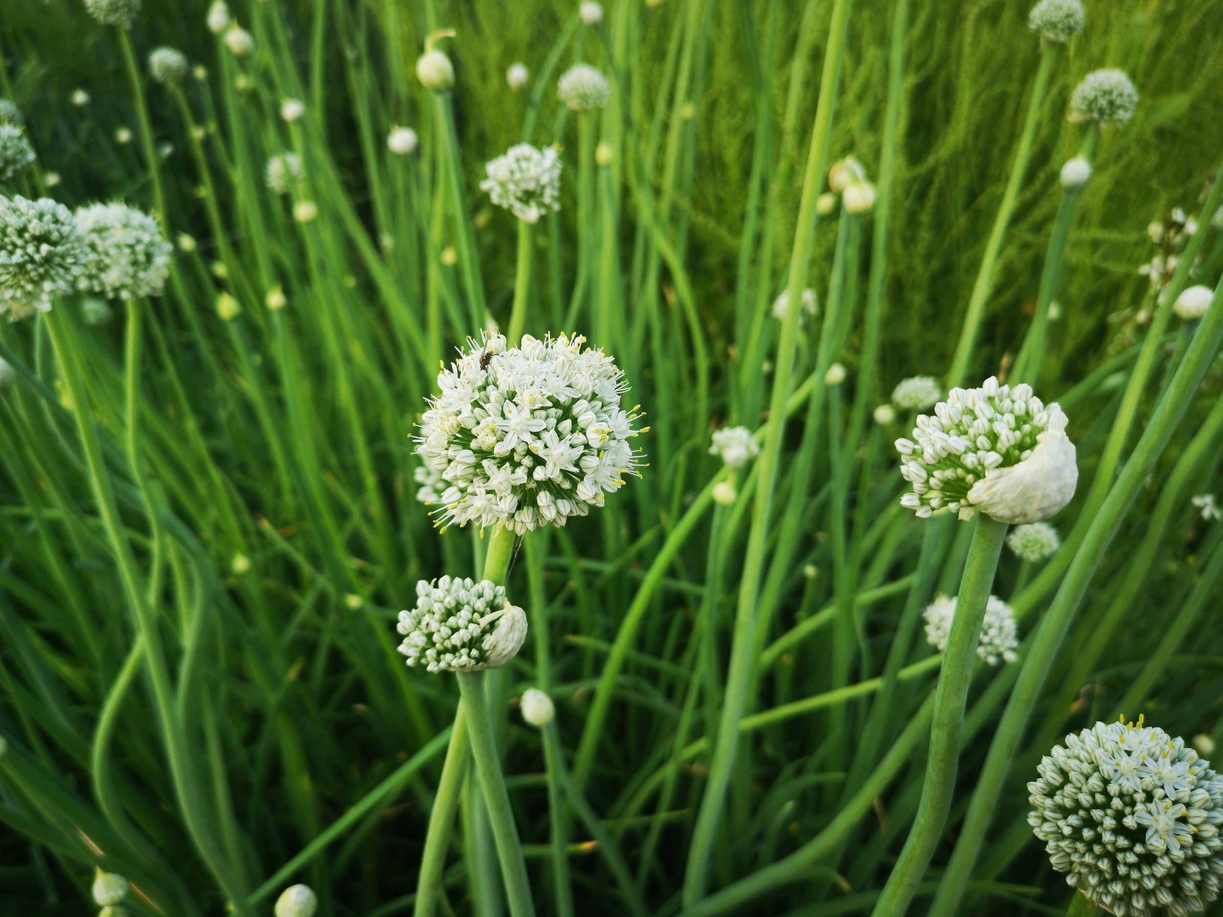 onion flower.jpeg